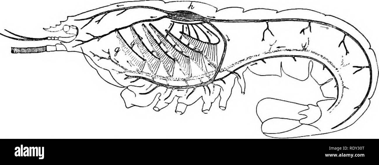 . Lignes de la physiologie comparée et de la morphologie des animaux. Anatomie, physiologie, comparatif, comparatif. 400 PHYSIOLOGIE ET MORPHOLOGIE DE L'animal. Tous les animaux en mouvement violent provoque une augmentation de respi- ration, mais le mécanisme peut être différente. Dans verte-. Fig. 278.-Vue de côté du système circulatoire et respiratoire d'une langouste : h, cœur, gg, les branchies. Les flèches montrent le cours du sang. brates motion accrue entraîne, bien sûr, la hausse des déchets dans le sang. En ce moment stimule la Respira- toire centres (medulla), et détermine, à l'augmentation du nerf pneumogastrique Banque D'Images