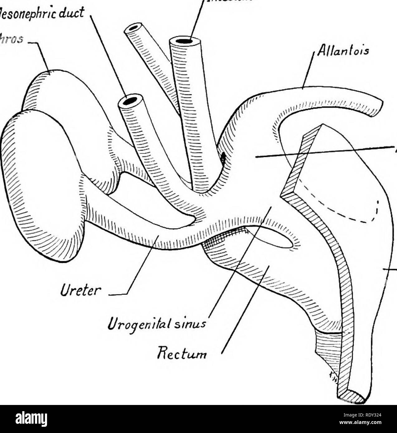 . Un manuel de laboratoire et texte-livre de l'embryologie. L'embryologie. La membrane cloacale T Taib-gu.t Fig. 2og.-Quatre étapes montrant la différenciation du cloaque dans le rectum, l'urètre et blad- der. A, à partir d'un embryon de 3,5 mm. ; B, l'adoption d'une étape ultérieure ; C, à partir d'une 5 mm. embryon ; D, à partir d'un embryon de 7 mm. (Après les reconstructions par Pohlman). Environ 100 diamètres. Canal mésonéphrotique métanéphros intestin. Anlaqe d'uretère vessie membrane cloacale sinus urogénital fuir tourner Fig. 210.-reconstructions à partir d'un embryon de 12 mm. montrant la subdivision partielle du cloaque dans le rectum et sinus urogénital (af Banque D'Images