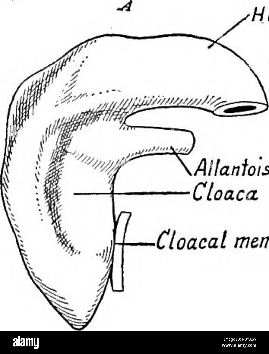 . Un manuel de laboratoire et texte-livre de l'embryologie. L'embryologie. 214 Système urogénital. Hind-gut conduit mésonéphrotique Allanfois cloaque â cloaque ! Je membrane/lllantois. Veuillez noter que ces images sont extraites de la page numérisée des images qui peuvent avoir été retouchées numériquement pour plus de lisibilité - coloration et l'aspect de ces illustrations ne peut pas parfaitement ressembler à l'œuvre originale.. Prentiss, Charles William, 1874-1915. Philadelphie, Londres, W. B. Saunders Banque D'Images