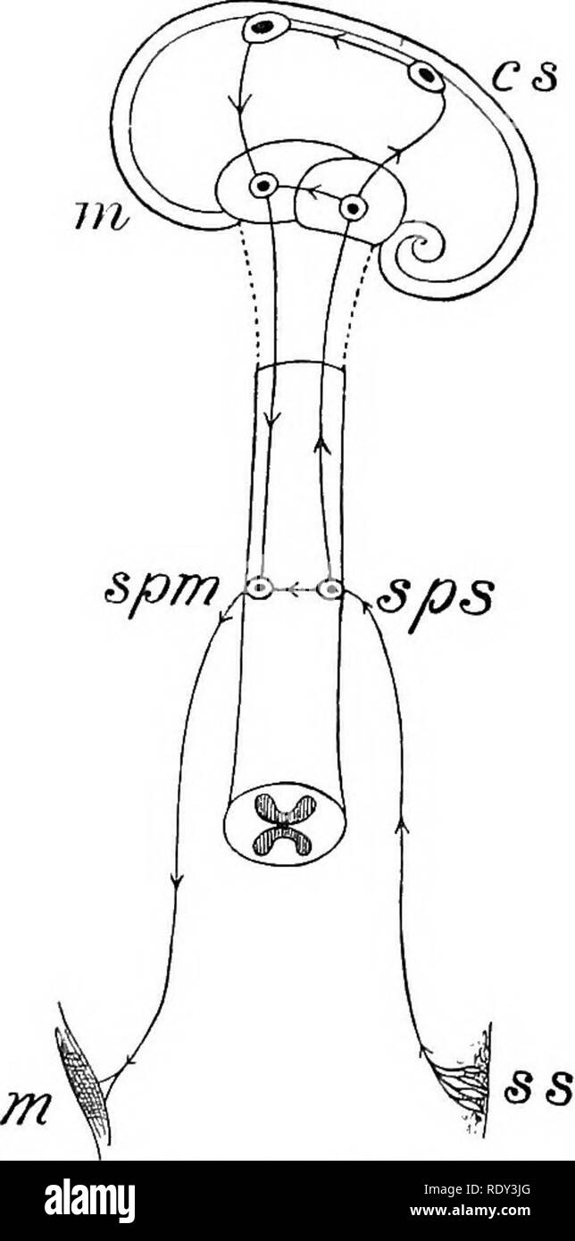 . Lignes de la physiologie comparée et de la morphologie des animaux. Anatomie, physiologie, comparatif, comparatif. La N-ERVOUS SYSTEM DE L'HOMME. 59 cm&gt ; une colonne postérieure au thalamus, communiquant avec une cellule sensorielle de ganglion que et, de là, jusqu'à une cellule sensorielle du cortex cérébral, d'éveiller la conscience- tion ; puis il y a l'impression est transférée dans une cellule du moteur du cortex cérébral, qui l'envoie sous forme de volonté vers le bas par un moteur cellule du corps strié, puis vers le bas une fibre d'une colonne antérieure du cordon, et, après avoir com- municating avec un moteur de la moelle épinière Banque D'Images