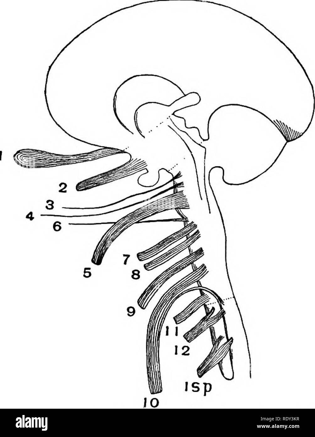 . Lignes de la physiologie comparée et de la morphologie des animaux. Anatomie, physiologie, comparatif, comparatif. 52 PHYSIOLOGIE ET MORPHOLOGIE DES ANIMAUX. par deux racines de chaque côté, un de la lobe optique et un du thalamus. Ceux-ci s'unissent pour former une racine de chaque côté, et ces inscrivez-vous pour former le chiasma optique, qui se trouve sur la Sella turcica (siège turc). C'est tout dans le crâne (voir fig. 17 et 33). Le chiasma sépare immédiatement de nouveau dans deux gros nerfs, nerfs optiques proprement dit, qui, perçant le crâne. Fig. 34.-Schéma de vue latérale du cerveau et de la médulla certains Banque D'Images