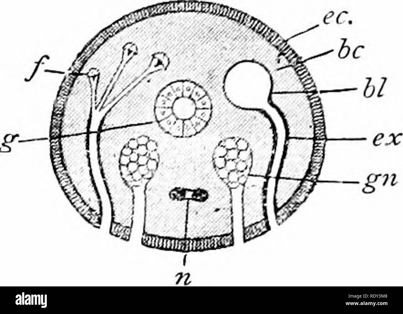 . Contours de la zoologie. Zoologie. 3i6, MYRIOPODS PERIPATUS, et d'insectes. enteron primitive (ou gut), ou qu'un espace ou d'espace dans le mésoderme segmenté ou non segmenté. Maintenant, dans l'apparente Arthropodes cavité du corps. Fig. I02.-croix schématique d'une section Inverte- brate, avec une cavité du corps d'être) qui est ombragée. (Après ZiEGLER.) cc, l'ectoderme ; bl.^ de vessie (comme dans Cnistaceans nephridium) ; Ex.., conduit excréteur ; gn.., organes génitaux ; n., chaîne nerveuse ventrale ; g.^ gut : yC, entonnoirs de néphridies (comme dans worms). de l'adulte n'est pas un vrai, il ccelome est composé d'un ensemble de dérivés secondairement vasc Banque D'Images