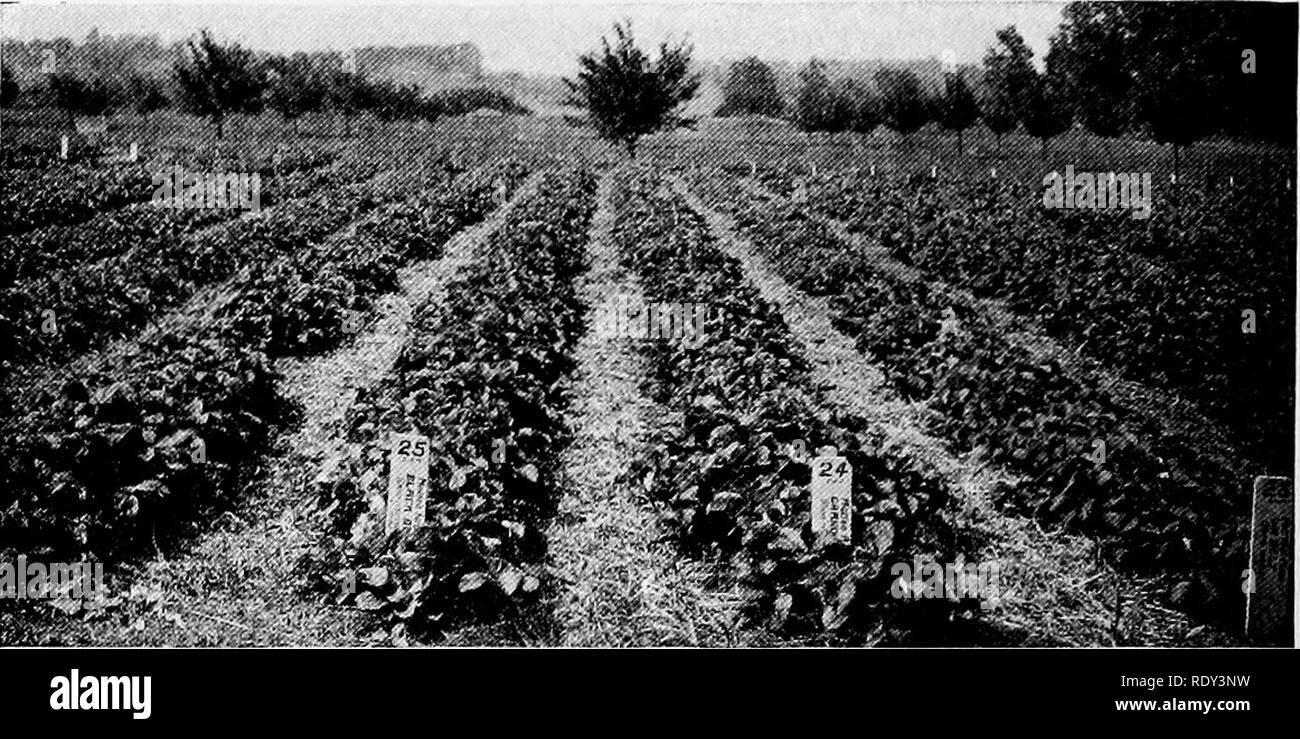 . L'horticulture ; un manuel pour les écoles secondaires et normales. Jardinage ; légumes ; fruits-culture. Fraises 236 comme beaucoup de fruit à chaque plante comme les autres. La haie-row et hill rangs permettent de plans plus que le paillage le paillage des rangs nattés doit être enlevé au printemps pour permettre la récolte à la forme. Dans le. Fig. 162.-fraises cultivés en rangs nattés, étroit avec un paillis de paille entre. (Indiana.) d'autres deux plans le paillis peut rester entre les lignes jusqu'à après la préparation. Les grappes de fruits peut se former sur elle et sont donc tenus à l'écart de la saleté. Ce paillis conserve les mauvaises herbes, de conserve. P Banque D'Images