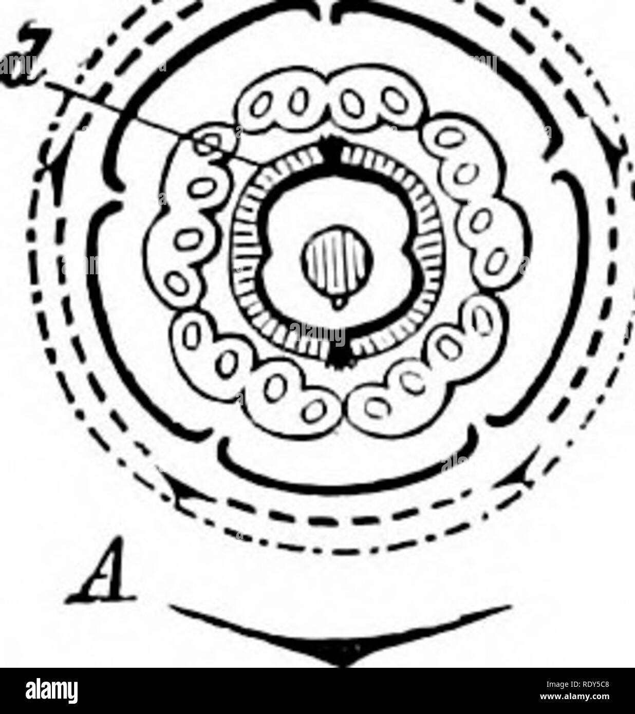 . Botanique de la plante vivante. La botanique. Annexe A 535 chaque fleur est déjà connu dans le cas du tournesol, par l'étude de son développement (chapitre XIII, p. 239, fig. 188). Chaque fleur est-il vu dans la position normale, c.-à-d. dans l'aisselle d'une bractée ; il se compose de 5 pétales, 5 étamines et 2 carpelles. La section transversale de la fleur à sa maturité montre ces pièces disposés comme dans un diagramme floral. Le pétale est impair ; antérieure les étamines alternent avec les pétales et les carpelles sont antéro- postérieur (Fig. 188, viii.). L'ovaire est inférieur, uniloculaire, et contient un Banque D'Images