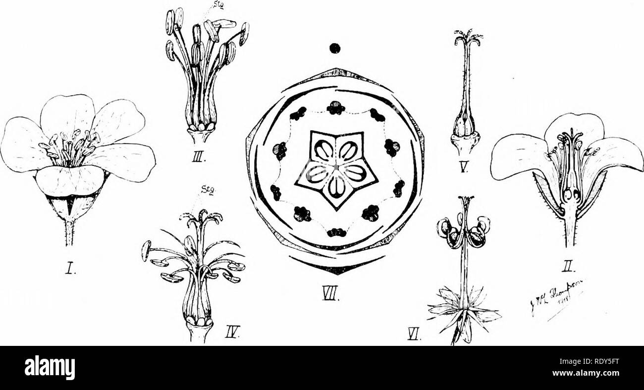 . Botanique de la plante vivante. La botanique. 514 BOTANIQUE DE LA PLANTE vivante deux étamines antéro-postérieur (par fission résultant dans les quatre longues étamines). Deux carpelles. Comparaison avec les coquelicots et la famille Caper montre que c'est le probable interprétation de la fleur de la famille des crucifères, et qu'il n'est donc renvoyé à un dimerous avec origine, alternant régulièrement des verticilles. Ordre : GERANIALES. Famille : Geeaniceae. Exemple : le domaine du géranium. (21) Le Domaine du géranium (Geranium pratense L.) est une herbe avec en face, palmée, et stipuler les feuilles. Les inflorescences cymeuses sont laxistes Banque D'Images