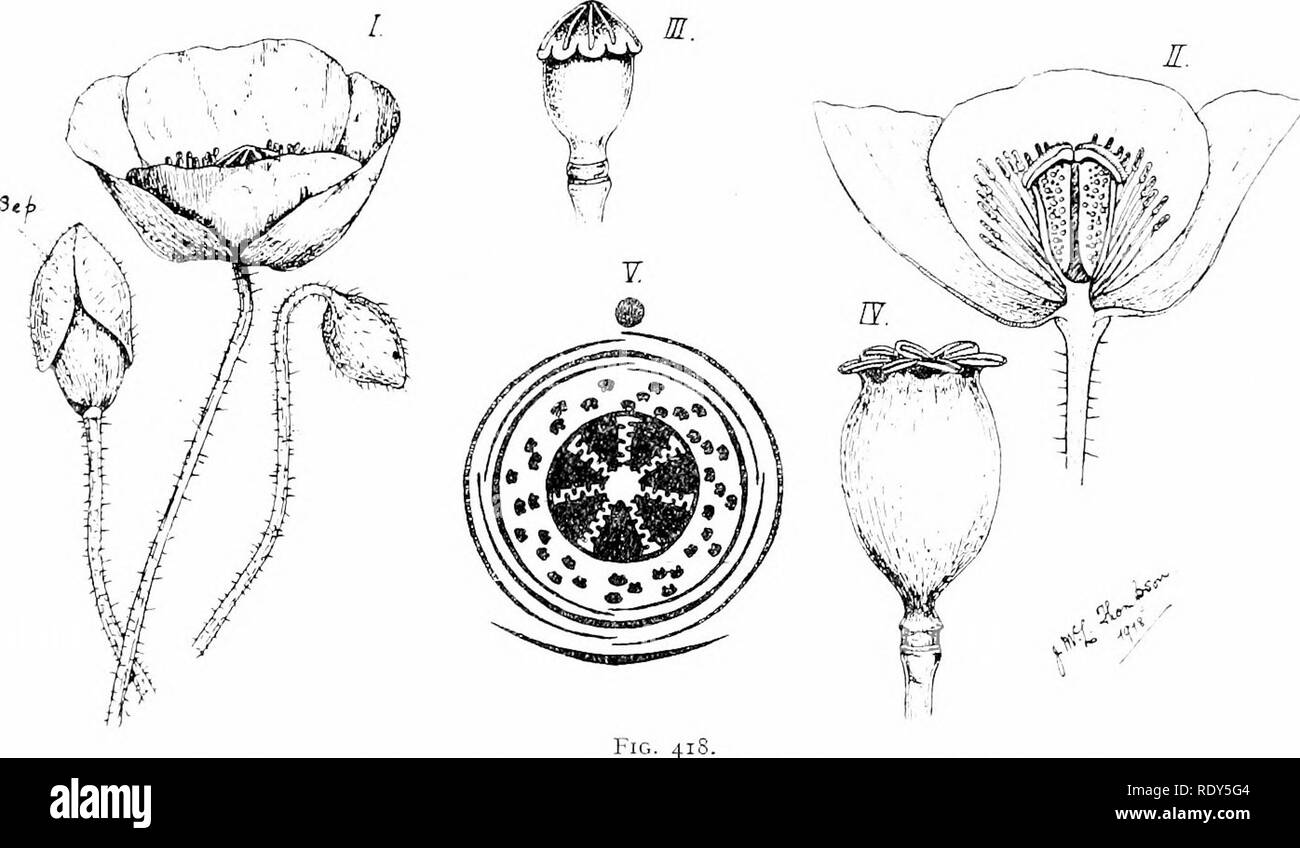 . Botanique de la plante vivante. La botanique. 512 de la BOTANIQUE DES PLANTES VIVANTES, gynécée syncarpe, 8-12 carpelles, supérieur ; les stigmates sessiles, en forme de star ; les rayons de l'étoile indique le numéro de la des carpelles. L'ovaire uniloculaire est : sous chaque rayon de la stigmatisation (c'est, à la jonction de l'carpelles qui la composent) une partition télévision étend radialement vers le centre, mais sans l'atteindre. Dans d'autres de la famille du coquelicot les carpelles peut-être moins, et dans seulement deux Chelidonium, comme dans l'Crucifères. La petite et num- nombreuses ovules sont supportés de façon superficielle sur ces plaques. Des fruits, une capsu Banque D'Images