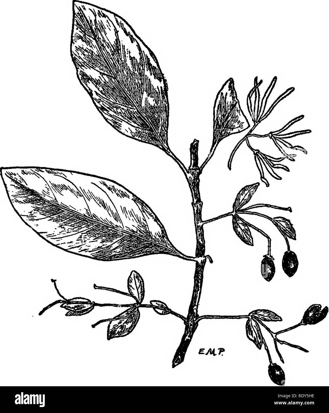 . Les familles de plantes à fleurs. Les plantes ; phanérogames marines. FLOWEEING 218 familles de plantes. Fig. 188. Le Fringe-arbre. {CAionanthus virginica), une réduction de la moitié. Original.. Veuillez noter que ces images sont extraites de la page numérisée des images qui peuvent avoir été retouchées numériquement pour plus de lisibilité - coloration et l'aspect de ces illustrations ne peut pas parfaitement ressembler à l'œuvre originale.. Pollard, Charles Louis, 1872-. Washington, D. C. , Le Monde Végétal Co Banque D'Images