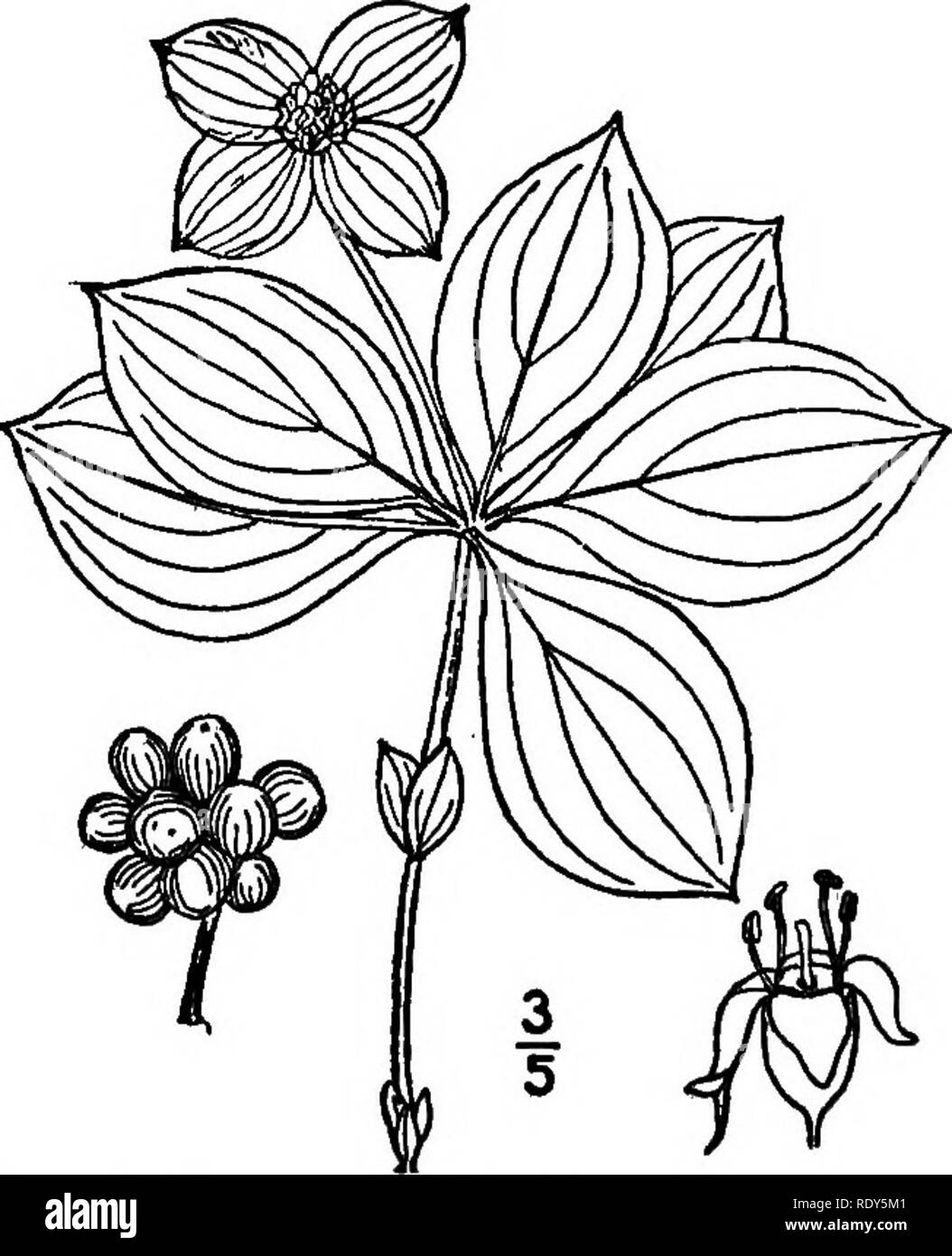 . Les familles de plantes à fleurs. Les plantes ; phanérogames marines. Kg. 176. L'eau de la pruche-panais (SIUTN) cicutaefpliuni. Après Britt &AMP ; Brown, 111. Fl. Le nord de l'U. S. entouré hy ^n'involucre. Ils sont plus abondants dans le nord de l'heuoisphere, en Amérique du Nord possédant 3 genres et environ 35 espèces. De ce nombre, le plus connu et le plus abondant est Oomus, y compris le cornouiller ou cornels. Environ 18 espèces sont présentes dans ce pays, la. Fig. 177. Dwarf Cornel {Comus canadensis). Après Britt &AMP ; Brown, III. Kl. Le nord de l'U. S. la plus visible étant le cornouiller fleuri (O.Floride). Une espèce courante Banque D'Images