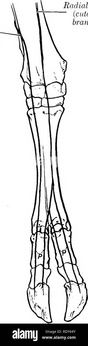 . L'anatomie de l'animaux domestiques . Anatomie vétérinaire. 840 LE SYSTÈME NERVEUX DE L'OX rumen et la surface adjacente de l'abomasum. La face ventrale du tronc de l'œsophage va à gauche de la surface de la panse ; il fournit des branches au plexus hépatique et à toutes les divisions de l'estomac. La moelle épinière nerf accessoire présente deux particularités. La partie qui rejoint la veine jugulaire d'un petit ours ganglion ganglion. La direction ventrale alimente les deux parties de la sterno-cephalicus. Le nerf nerf hypoglosse est grand. Il est connecté avec la face ventrale de la première division du nerf cervical par une branche de Banque D'Images