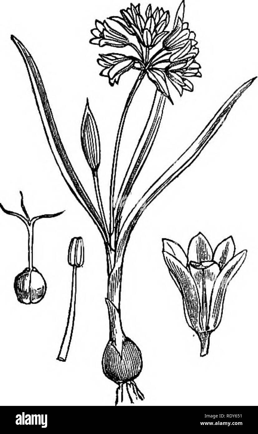 . Illustrations de la flore britannique : une série de gravures sur bois, avec des plantes, des dissections britannique. La botanique, la botanique. 1049. L'Allium ursinum.. Veuillez noter que ces images sont extraites de la page numérisée des images qui peuvent avoir été retouchées numériquement pour plus de lisibilité - coloration et l'aspect de ces illustrations ne peut pas parfaitement ressembler à l'œuvre originale.. Fitch, W. H. (Walter Hood), 1817-1892 ; Smith, George Worthington, 1835-1917 ; Bentham, George, 1800-1884. Manuel de la flore britannique. Londres, L. Reeve &AMP ; Co. Banque D'Images