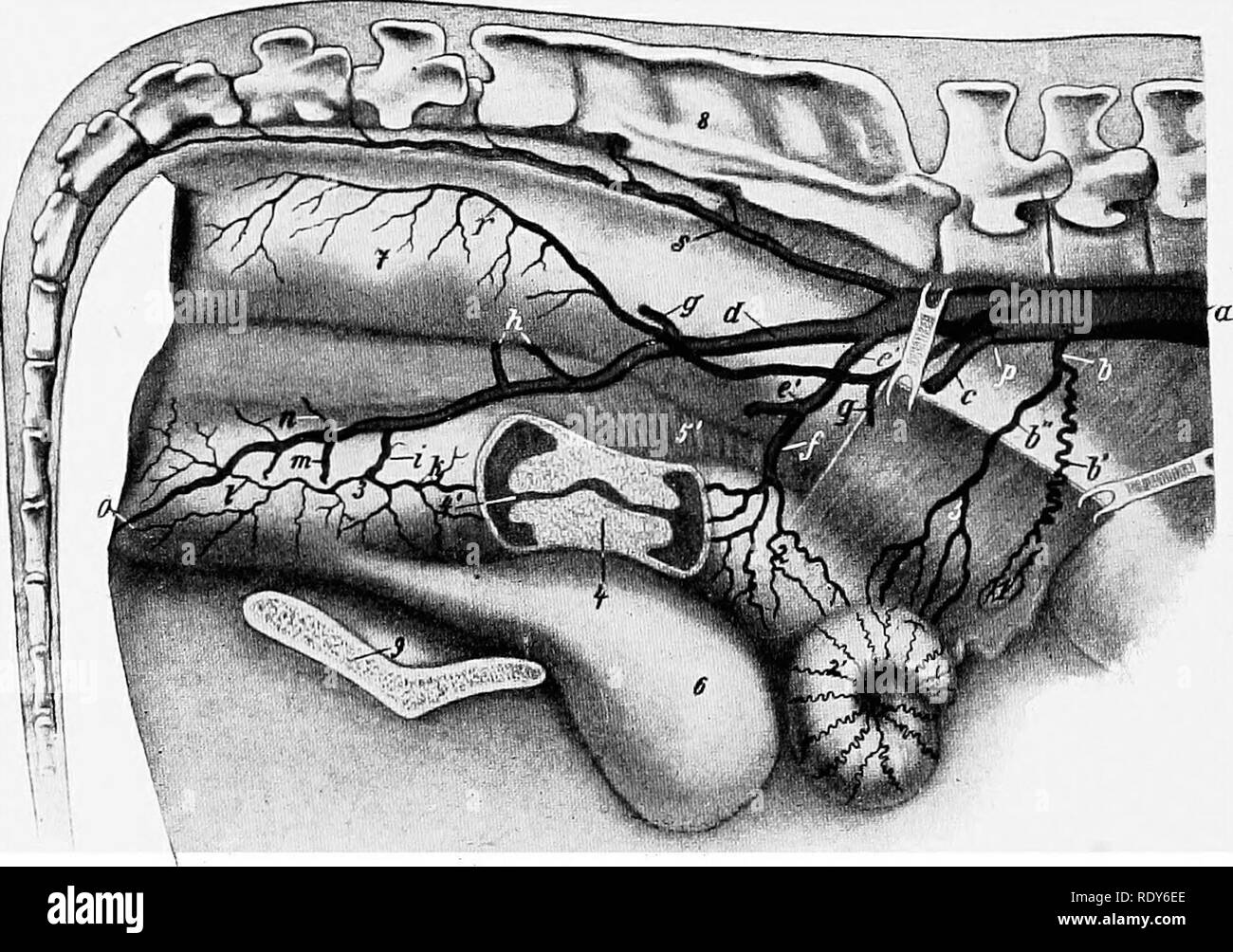 . L'anatomie de l'animaux domestiques . Anatomie vétérinaire. 716 LE SYSTÈME VASCULAIRE DE L'OX 2. La valvule iléo-caeco-ramifies artère colique sur la face droite de la spirale partie du côlon. Il dégage l'artère iléo-csecal, qui se divise en artères iléales et csecal. 3. Le ramus coUateralis s'exécute dans le mésentère dans une courbe le long de la frontière ventrale des bobines du côlon. (Ce bateau est absente dans les brebis.) 4. La poursuite de trunk (tronc intestinalis) du cours poursuit un mésentérique antérieure dans le mésentère correspondant à la série des ganglions mésentériques et est connecte Banque D'Images