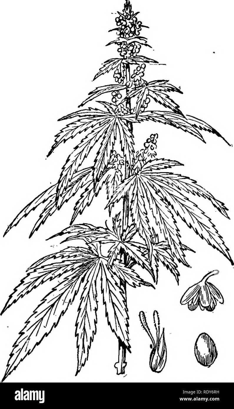 . Les familles de plantes à fleurs. Les plantes ; phanérogames marines. Les familles de plantes à tLANTS. 83 sec et ailé (appelé un . ?amara) et dans d'autres genres, soit des drupes (fruits) ou l'écrou. Famille des Moraceae. La famille de mûrier. Contient environ 55 genres et près de 1000 espèces, en grande partie autochtones des régions tropicales. 600 espèces appartiennent au même genre, le MCU fig, qui est d'une importance économique, comme c'est la principale source de caoutchouc et nous fournit aussi avec deli- cious fruits. Strictement parler- ing, la partie qui est consommée n'est pas le fruit, mais le réceptacle pulpeux, dans lequel sont em- bedded* Banque D'Images
