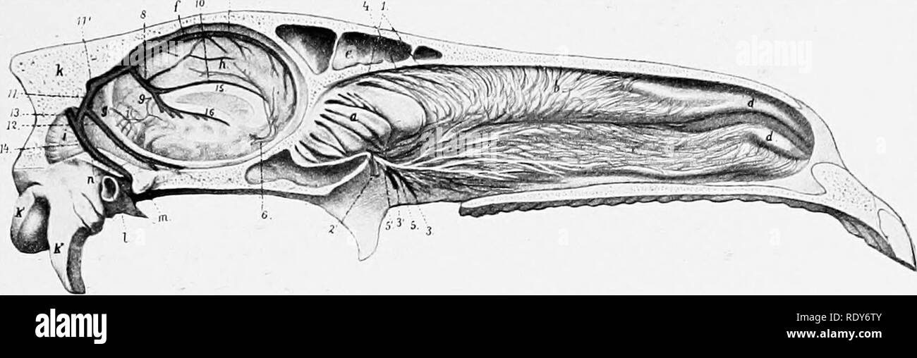 . L'anatomie de l'animaux domestiques . Anatomie vétérinaire. Les sinus de la dure-mère 687 glossus, et un autre dans le genio-hyoideus. La veine est d'abord couvert par le mylo-hyoideus, perfore le muscle qui s'exécute, le long de la bade-hyoideus omo en rela- tion à la glandes lymphatiques mandibulaires, et rejoint le maxillaire externe à proximité de la frontière postérieure de la mâchoire. La veine sublinguale (C. sublingualis) est plus petite que la précédente. Il re- reçoit au niveau de la peau et des muscles de l'espace de la mandibule, la glande sublinguale, et les gencives. Il s'ouvre dans la veine maxillaire externe près de la face linguale ou Banque D'Images