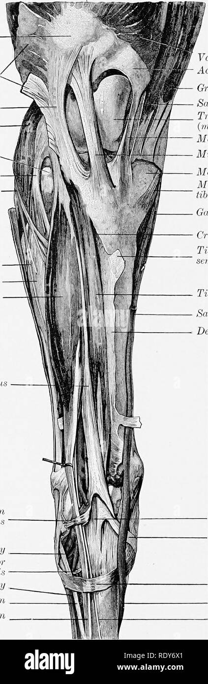 . L'anatomie de l'animaux domestiques . Anatomie vétérinaire. 680-SANG SYSTÈME VASCULAIRE DU CHEVAL dans des spécimens injectés c'est vu qu'il y a un beau réseau artériel (Rete tarsi dorsale) sur la surface dorsale du jarret, qui est formé par les brindilles du tendon rotulien de biceps fenioris ligament rotulien latéral gastrocnemius latéral condyle latéral, tête 0/ tibia de ligament latéral- femaro mixte tibial nerf péronier commun du nerf péronier superficiel du muscle extenseur commun Lattral tertius péroniers latéraux de boucle de tendon péroniers tertius perforation de l'artère tarsienne souche d'extens Banque D'Images