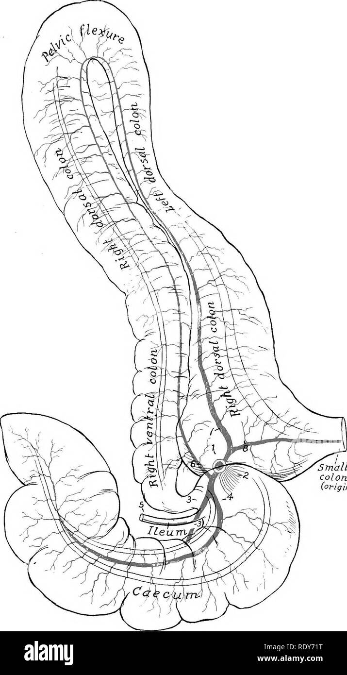. L'anatomie de l'animaux domestiques . Anatomie vétérinaire. BRANCHES DE L'aorte abdominale 663 (2) branches spléniques (Rami lienales), qui plongent dans le fond de la rate. {6) branches spléniques (Aa. gastricae breves), qui passent dans l'épiploon gastro-splénique à la grande courbure de l'estomac, où ils bifurquent et l'anas- tomose avec les branches de l'artère gastrique. (4) La gastro-graisse épiploïque gauche. Petit colon (origine) Fig. 574.-Le Plan de chef de branches de l'artère mésentérique antérieure de cheval. 1, souche d'sxtevy mésentérique antérieure ; 2, de souches d'artères de petit intestin ; Banque D'Images