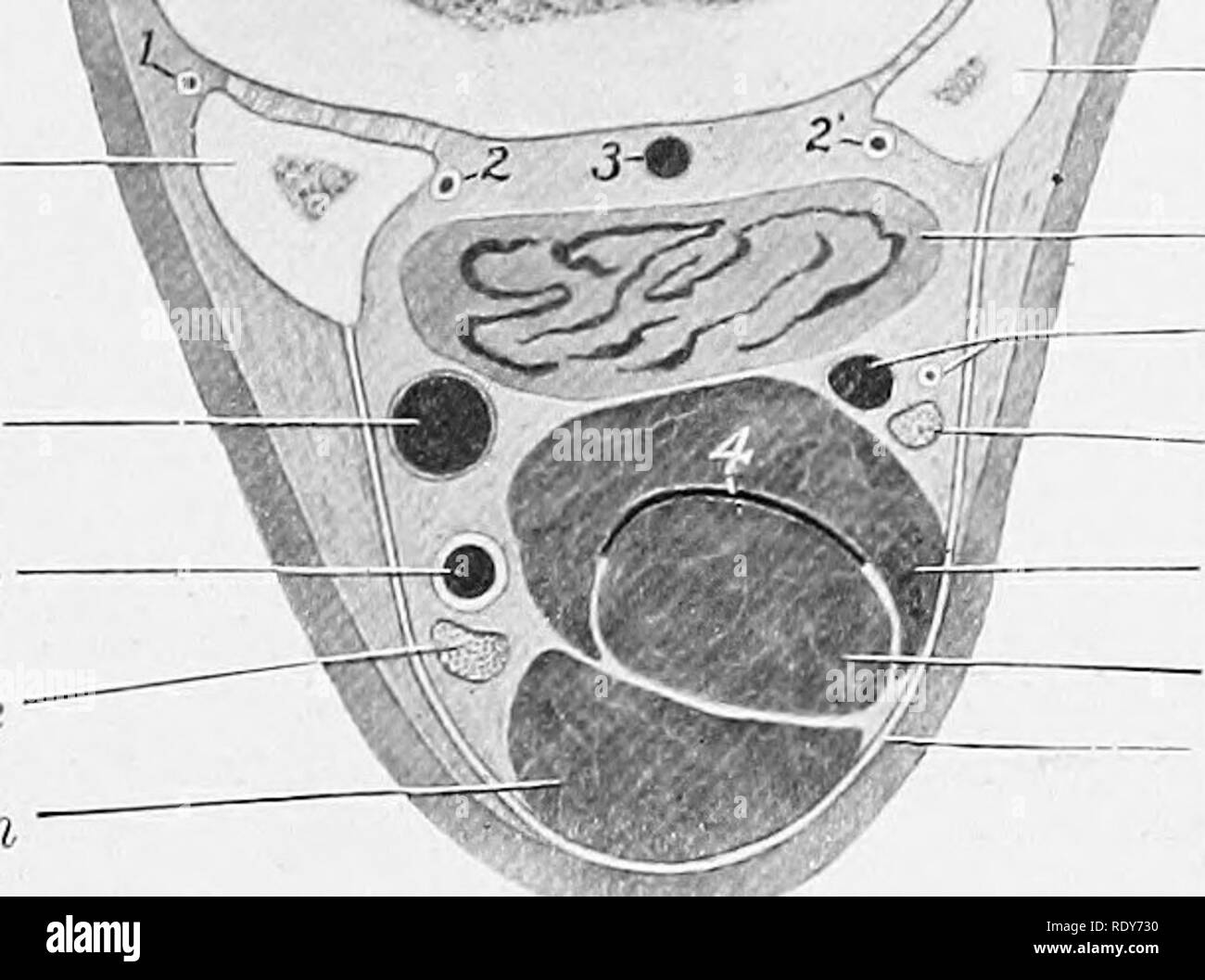 . L'anatomie de l'animaux domestiques . Anatomie vétérinaire. Mc. II La politique commune de l'artère veine numérique digital palmaire médial du tendon fléchisseur superficiel du nerf. Tcir^u/i de l'extenseur latéral yy^^ 11 ir. Mc 'S- metiicnrpal volar latéral ligament latéral du navire nerf palmaire fléchisseur profond du ligament contrôle ^fascia profond du tendon Fig. 571.-cross-section de droit du métacarpe de cheval. L'article est coupé un peu au-dessus de milieu de région. 1, 1', Dor.sal artères métacarpiennes ; 2, 2', des artères métacarpien palmaire profonde ; 3, métacarpien palmaire ; 4, partie distale des plans inclinés du canal carpien. gaine vers l'extérieur posterio Banque D'Images