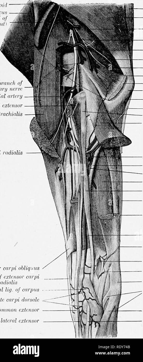 . L'anatomie de l'animaux domestiques . Anatomie vétérinaire. L'artère médiane 655 taille considérable qui se pose au niveau de l'espace, thrt interosseous agh qu'il traverse l'extérieur. Avant d'entrer dans l'espace qu'il dégage une petite branche, le volar brachiocéphalique deltoïde latéral de la tête s'il {^ cuf triceps o  axillciTy Direction générale cutanée nervt radial antérieur commun aitery Biachinlis cxtc numérique rnds muscle radial deuxième. Muscle extenseur de l'carjri ohliquus radiolis de tendon latéral lig. de carpe - Rete carpi dorsale Tendon de l'extenseur commun à la Direction générale de l'extenseur latéral fasc Tenseur Banque D'Images