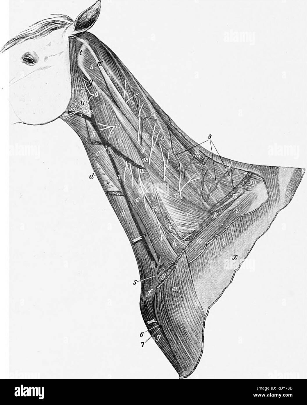 . L'anatomie de l'animaux domestiques . Anatomie vétérinaire. 636 SYSTÈME VASCTJLAE LE SANG DU CHEVAL latéralement au nerf vague et les nerfs récurrents. Il est couramment deux ou trois pouces (ca. 5-7 cm.) de longueur, mais elle peut varier entre un et huit pouces (ca. 2.5- 20 cm.).j'ai le droit de l'artère carotide commune (A. carotis communis dextra) passe à l'oblique de la face ventrale de la trachée de son côté droit et continue dans cette position, mais tient à faire preuve de la surface dorsale de la trachée près de sa terminaison. Il. Fig. 556.-Vaisseaux et nerfs du cou oe Hohse. a, b ; Brachiocephalicus, stenio-rephal Banque D'Images