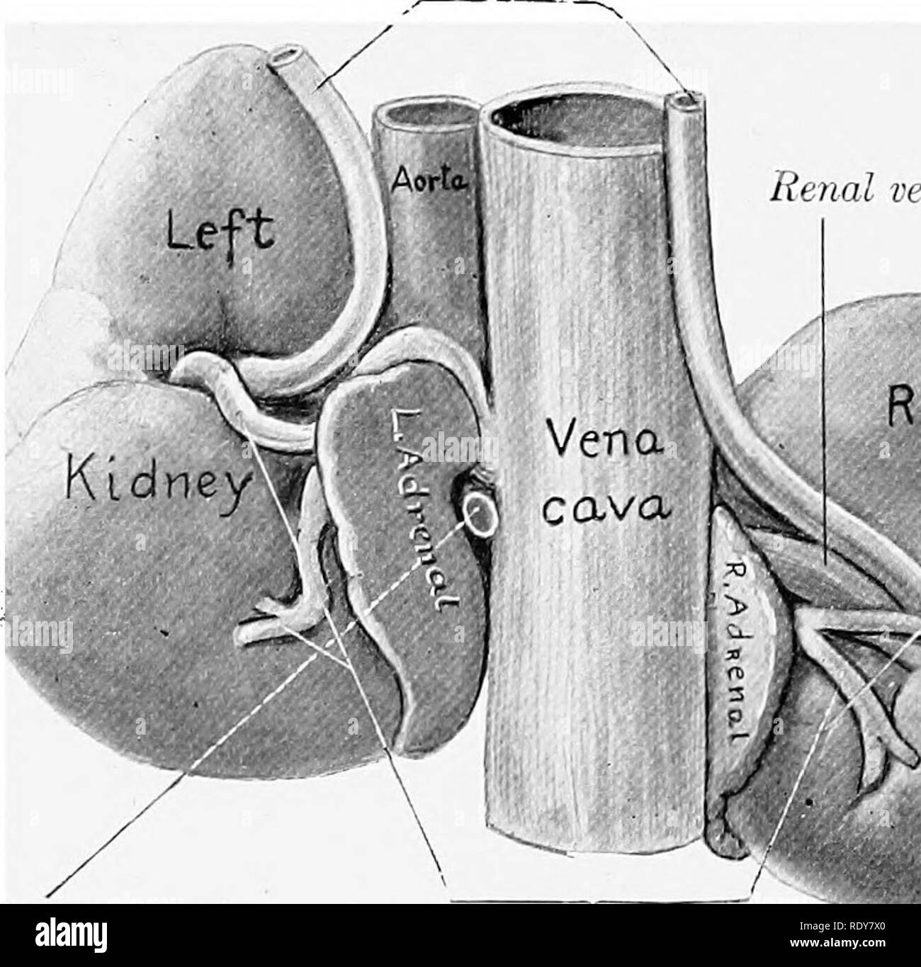 . L'anatomie de l'animaux domestiques . Anatomie vétérinaire. Uretère gauche Fig. 496.-reins surrénales antj de cheval ; nageoires dorsale ^'iew. Endurcis dans in situ. Impression de dix-septième côte, sur rein droit est indiqué par de petites croix. Le rein gauche a été un peu plus en avant dans ce sujet que d'habitude. Les uretères veine rénale. L'artère mésentérique antérieure [souche) artères rénales Rt^Klclne ht Fig. 497.-reins et surrénales de cheval ; vue ventrale. Endurcis dans in situ. Veine rénale gauche (non marqué) est vu toute l'extrémité postérieure de la courbe à gauche. surrénale de la rate. La surface ventrale est convexe et irrégulières ; la Banque D'Images