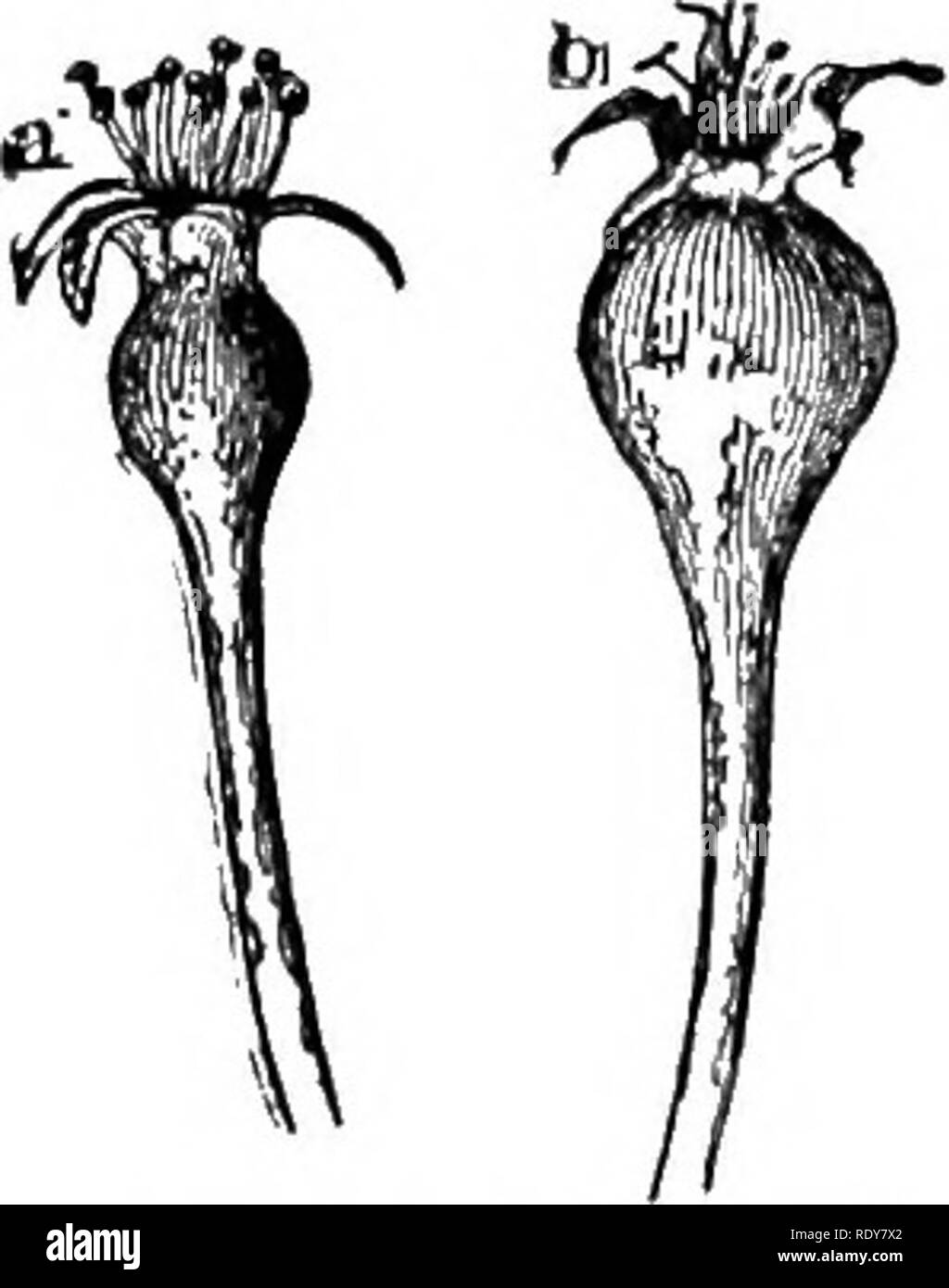 . Faire payer l'horticulture ; expérience dans le jardinage et la culture des fruits. Le jardinage. Faire payer 240 Horticulture ouvert. Cette application va non seulement détruire beaucoup des chancres de la prune, les vers et autres insectes mangeurs de feuilles, mais s'il est fait au bon moment les blos- soms et blossom tiges peuvent être enduites de bor- deaux, et peut donc être sauvé de l'attaque de champignons, dont elles sont l'objet si le temps est froid et humide. " Une deuxième application doit toujours être faite dans un délai d'une semaine après les pétales sont tombés. Dans les cas où la première demande a été faite au bon moment et il h Banque D'Images