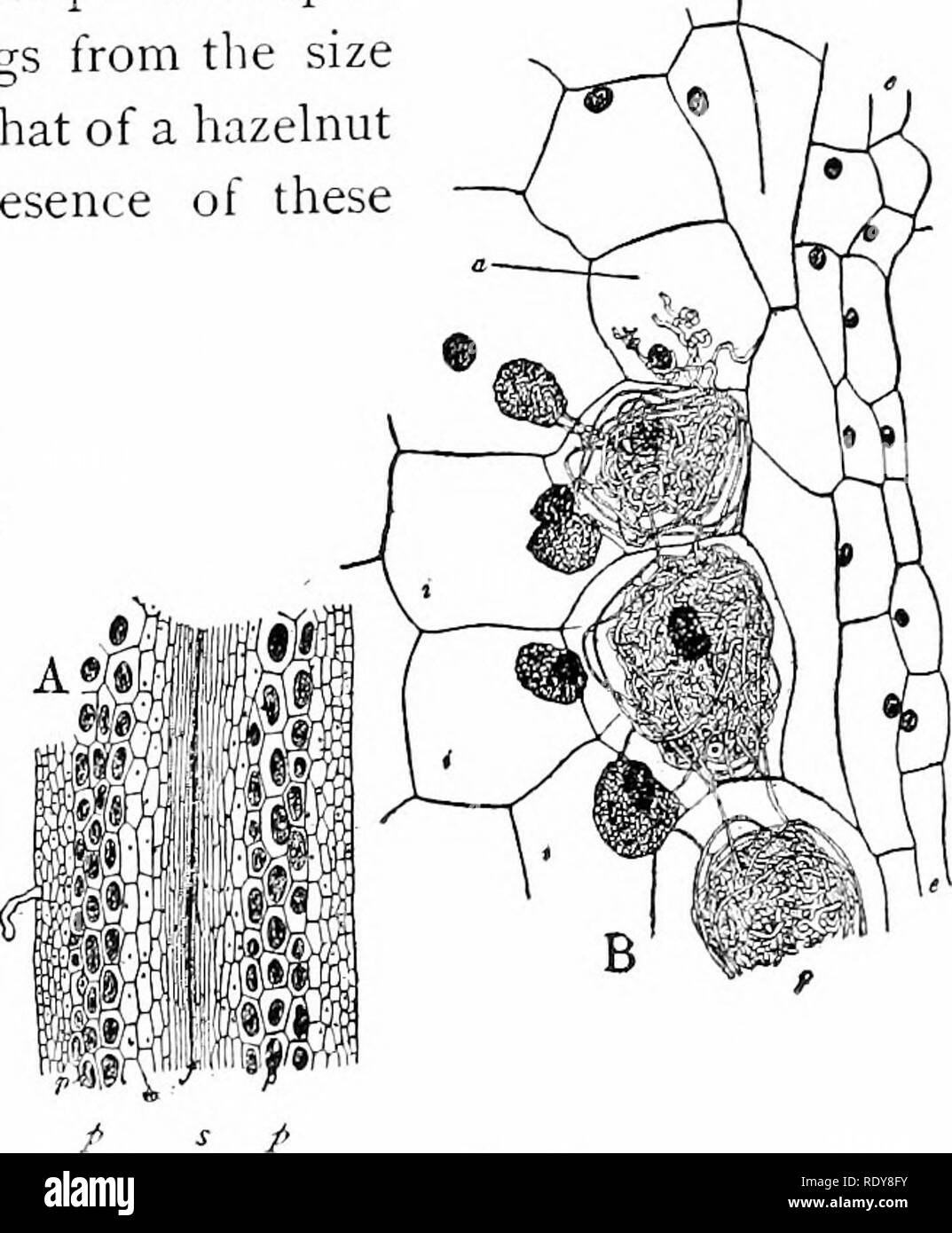 La vie végétale, considérés comme ayant des références à la forme et la  fonction. Physiologie végétale. Fig. Fig. 375. Fig. 374.-pointe d'un beecli  {radicelle de FAI^'-i/s svh'atua) champignon avec manteau, les