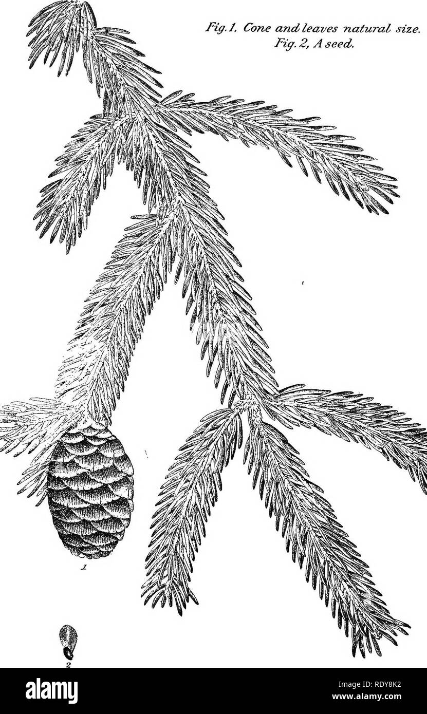. Un document sur la foresterie. Les forêts et la foresterie. Fig. 1, feuilles et cônes taille naturelle. Fiff. 2, une semence.. Exeter, N. H., Février, 1897.. Veuillez noter que ces images sont extraites de la page numérisée des images qui peuvent avoir été retouchées numériquement pour plus de lisibilité - coloration et l'aspect de ces illustrations ne peut pas parfaitement ressembler à l'œuvre originale.. Lyman, John D. Concord, Association de la presse Républicaine Banque D'Images