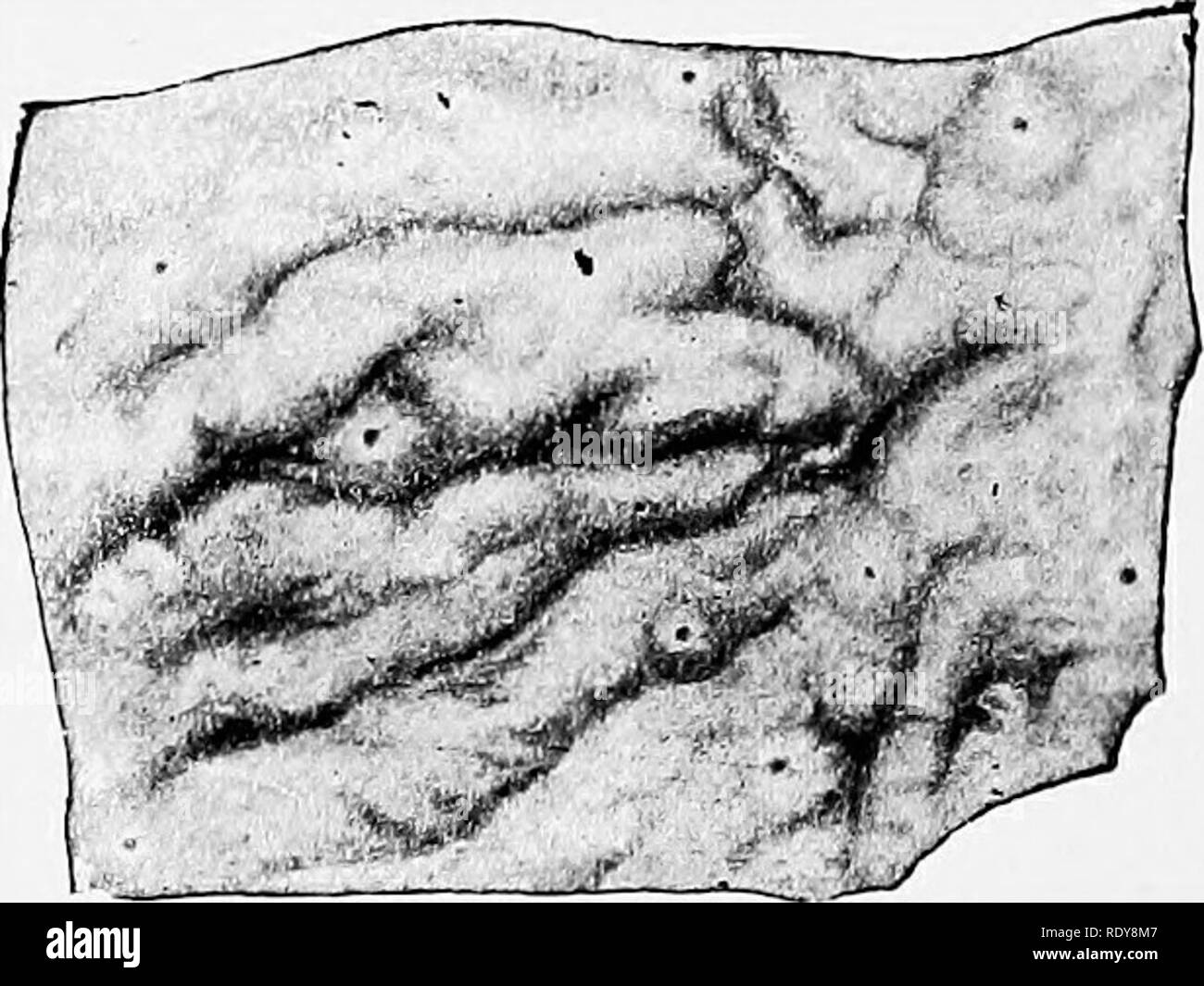 . L'anatomie de l'animaux domestiques . Anatomie vétérinaire. Fig. 425.-Ileo-c^cal Ouverture de cochon. 1, Ileo-csecal ouverture ; 2, 2, frein ilei. Fig. 426.-nodules solitaires du gros intestin de porc. (EUenberger-Baum, Anat. d. Haustiere.) avion et court en avant d'être poursuivi par la partie mésentériques. L'extrémité droite du pancréas est jointe à la première partie, et ici le conduit pancréatique s'ouvre dans l'intestin. Le reste de l'intestin (Jejuno-iléon) dispose d'un mésentère environ six à huit pouces (ca. 15 à 20 cm) de long, qui est épaisse et contient une quantité de gras,. Veuillez noter que ces images sont Banque D'Images
