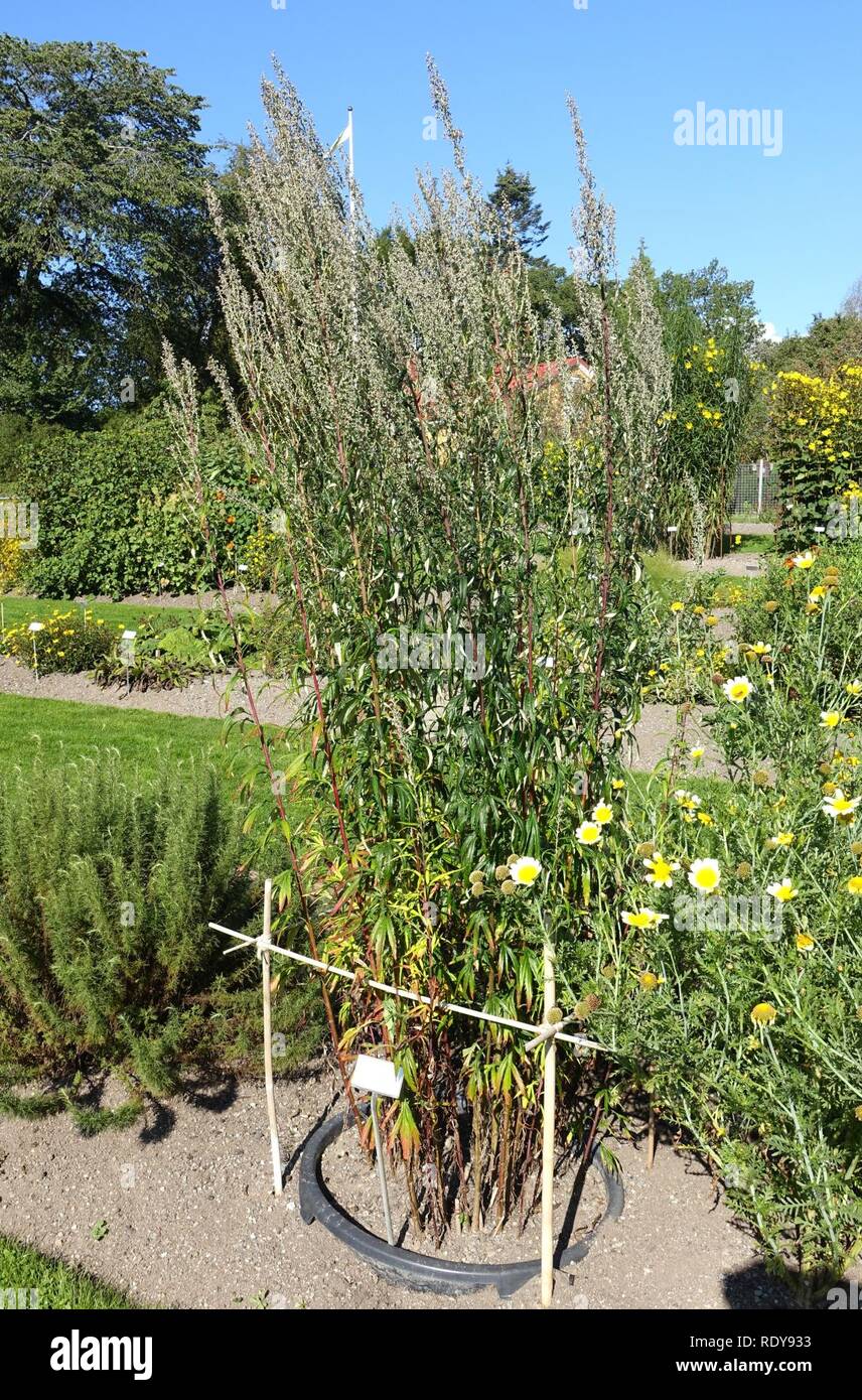 L'armoise (Artemisia verlotiorum selengensis) - Bergianska från trädgården - Stockholm, Suède - Banque D'Images