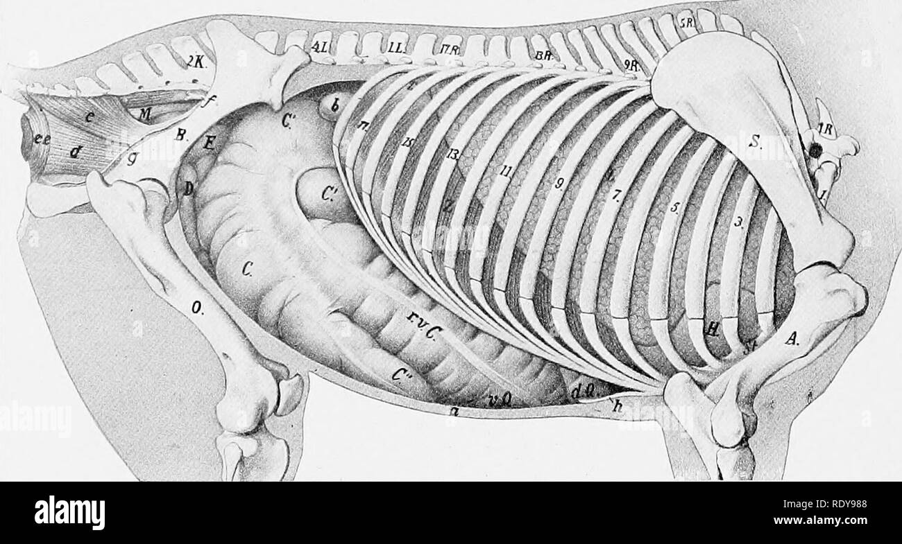 . L'anatomie de l'animaux domestiques . Anatomie vétérinaire. 426 SYSTÈME DIGESTIF DU CHEVAL. Fig. 365.-Topographie de viscères de cheval ; Vue de droite. IR., première vertèbre thoracique ; IL., première vertèbre lombaire ; £K., deuxième colonne aacral ; S., de l'omoplate ; A., humérus ; St., sternum ; B., ilium ; 0., du fémur ; L., poumon droit ; H., péricarde, Z., diaphragme (fer costalis) ; r.v.c, droit ven- tral colon ; C.Q., flexion du sternum de colon ; rf.Q., de flexion diaphragmatique ; côlon ( ?., corps, C, base, C"., apex, du cæcum ; £)., petit intestin ; F., flexion pelvienne de colon ; M., rectum ; a., la paroi abdominale à la section ; Banque D'Images