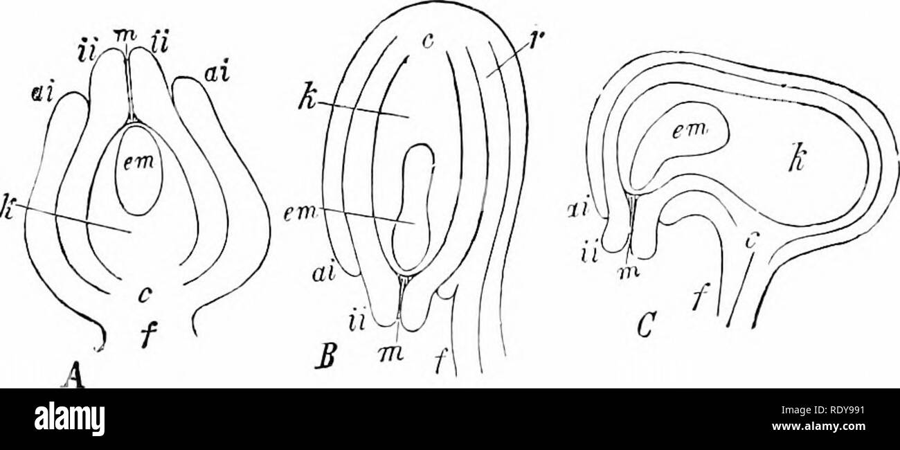 . La vie végétale, considérés comme ayant des références à la forme et la fonction. Physiologie végétale. 244 la vie végétale. Chez les gymnospermes (fig. 247), ou les carpelles* peut former un couvrant, comme chez les angiospermes. Ces plantes dans l'ovule peut mettre fin à l'axe, comme le tournesol et le sarrasin dans les familles (fig. 257) ; ou les ovules peuvent être iiijon la surface latérale d'un élargissement de l'axe dans le ovulary, comme dans rose et de prinn'exploitation (fig. 25S). Il est d'habitude, toutefois, pour les ovules de se poser sur un carpelle, individuellement ou en groupes qui occupent des i.]ortions de sa surface. Le coussin ou ridge d'où Banque D'Images