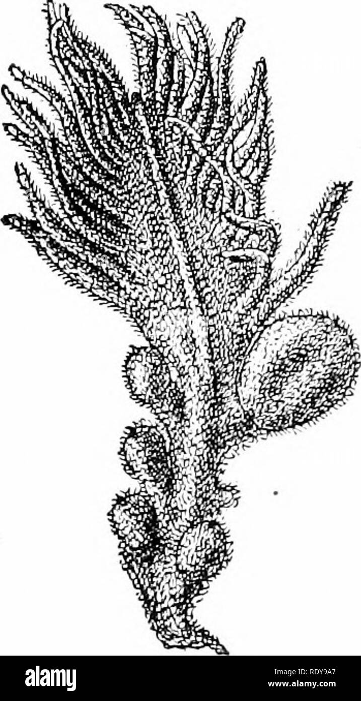 . La vie végétale, considérés comme ayant des références à la forme et la fonction. Physiologie végétale. 238 LA VIE DE L'USINE. Dans ce cas, par qui ils sont protégés jusqu'à maturité, ou plus. Ces deux méthodes de base^ forme pioduction de semences pour la séparation de la plantes porteuses de graines en deux grands groupes, l'un connu sous le nom de gymnospermes, ou plantes à graines- nal;ed, l'autre comme les angiospermes, ou plantes à graines gainé. Ouvrez les carpelles se trouvent exclusivement parmi les gymnospermes, à qui appartiennent les cônes, pour la plupart, des arbres à feuilles persistantes, tandis que les pistils fermé sont principalement trouvés chez les angiospermes, à qui Banque D'Images