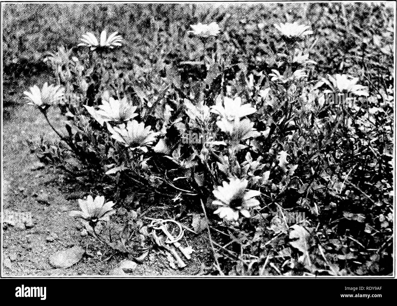 . Le jardin du débutant livre ; un manuel pour la partie supérieure de la grammaire. Le jardinage. Le BEGINNEB GABDEN18 180 livre (ou coreopsis), Marigold, salvia. Trois pieds ou plus : bal- sam, Centaurea (maïs-fleur ou baccalauréat bouton), cosmos, les petits pois, escalade nasturtium. De différentes hauteurs, ac- d'après leur variétés, sont cosmos (3 à 5 pieds),. Fig. 92. - Une belle nouvelle plante à croissance faible. Dimorpotheca ou sud-africain, daisy. coquelicots de toutes sortes (un à trois pieds), tournesol (3 à 6 pieds), Centaurea (un pied à quarante-deux pouces), l'aster (neuf pouces à deux pieds). De ces plantes le Banque D'Images