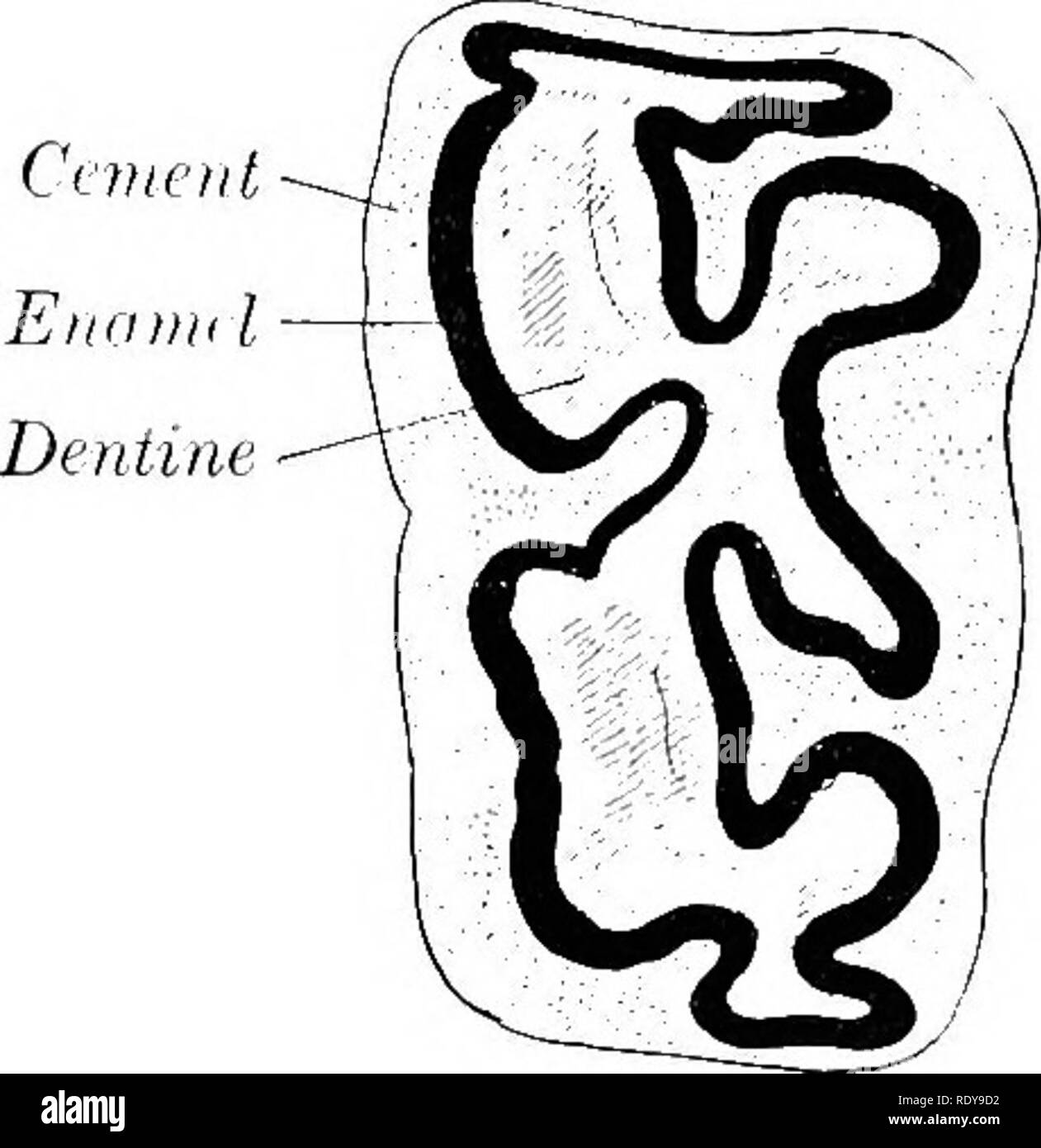 . L'anatomie de l'animaux domestiques . Anatomie vétérinaire. Fig. 345.-Froxtai. Sectiox inférieur de dent de cheval. joue C, de pâte, de l'infundibulum rempli de ciment. Fig. 346-CK(i.ss-.SEfTroN du bas de la dent joue cheval. La surface à gauche. aussi semblable, mais le serveur des parties divergent encore plus, à l'exception de la première et seconde. Le long de l'axe de la première, c'est vertical ; le reste à la baisse du projet et de reculer dans une augmentation graduelle de l'obliquité. Le buc- cal surface a un sillon longitudinal ; la dernière a un secondarj molaire' shal- abaisser de plus. Le surf multilingue Banque D'Images