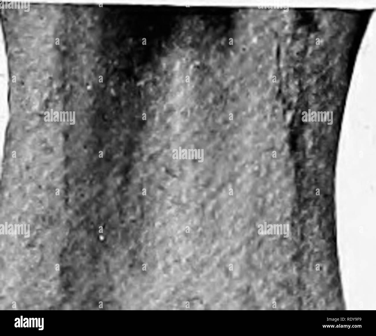 . L'anatomie de l'animaux domestiques . Anatomie vétérinaire. Fig. 338.-section longitudinale de la baisse d'Hohsb incisive. C, de la pâte de cavité. Le ciment est illustré dans le infundihulum, mais n'est pas marquée. Fig. 339.- -Échantillon de lc /, Infundihulum. ou dent de cheval, est située à la jonction de la prémaxillaire et le maxillaire ; la canine inférieure est plus près de l'angle incisive. Les canines sont des dents simples, plus petits que les incisives,. Veuillez noter que ces images sont extraites de la page numérisée des images qui peuvent avoir été retouchées numériquement pour plus de lisibilité - coloration et l'aspect de ces illustra Banque D'Images