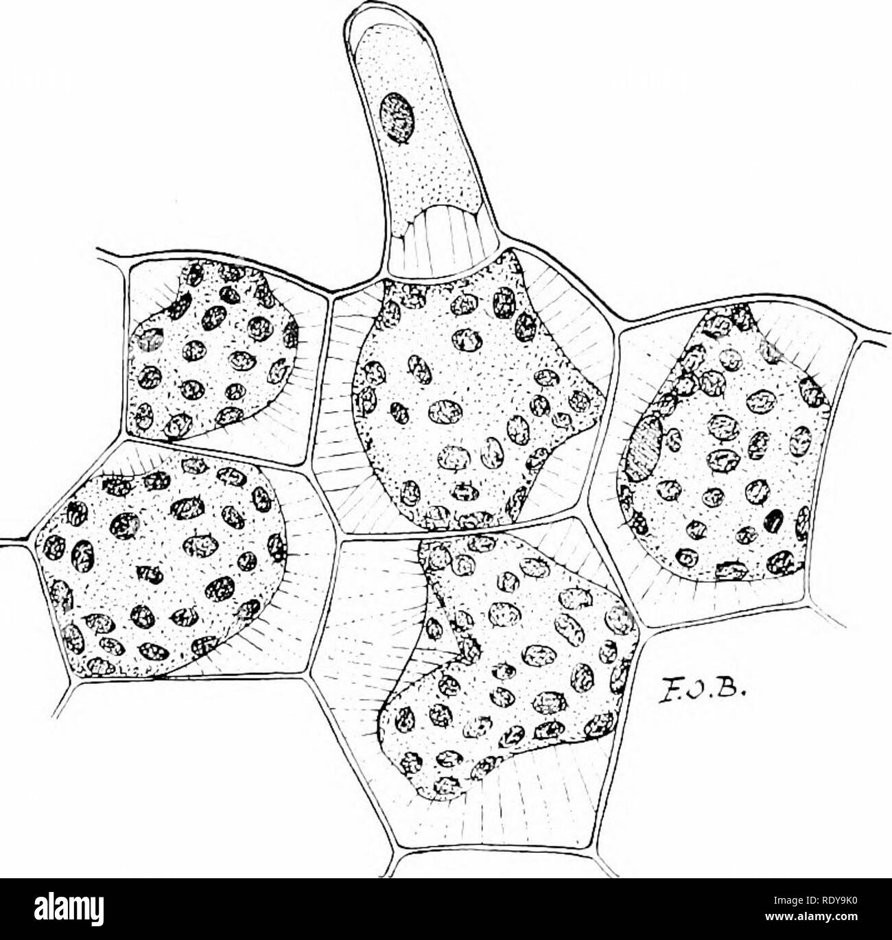 . Botanique de la plante vivante. La botanique. 26 BOTANIQUE DE LA PLANTE vivante de la turgescence ; Pour que cela dépend de la croustillance de succulentes pièces, qu'ils perdent sur le flétrissement ou faner. La relation de la cytoplasme turgescentes et la cellule anti-mur est comme celui de la vessie et de la peau d'un football, ou des tubes intérieurs et extérieurs d'un pneumatique. Lorsque ces sont gonflés ils sont fermes et rigides ; quand ils sont dégonflés flasque et molle. Il en est de même avec l'usine-cellules. Mais ici, c'est fluide, pas de pression gazeuse. L'effet d'une chute de pression est vu dans toute l'usine de flétrissement. Faner est la resu Banque D'Images