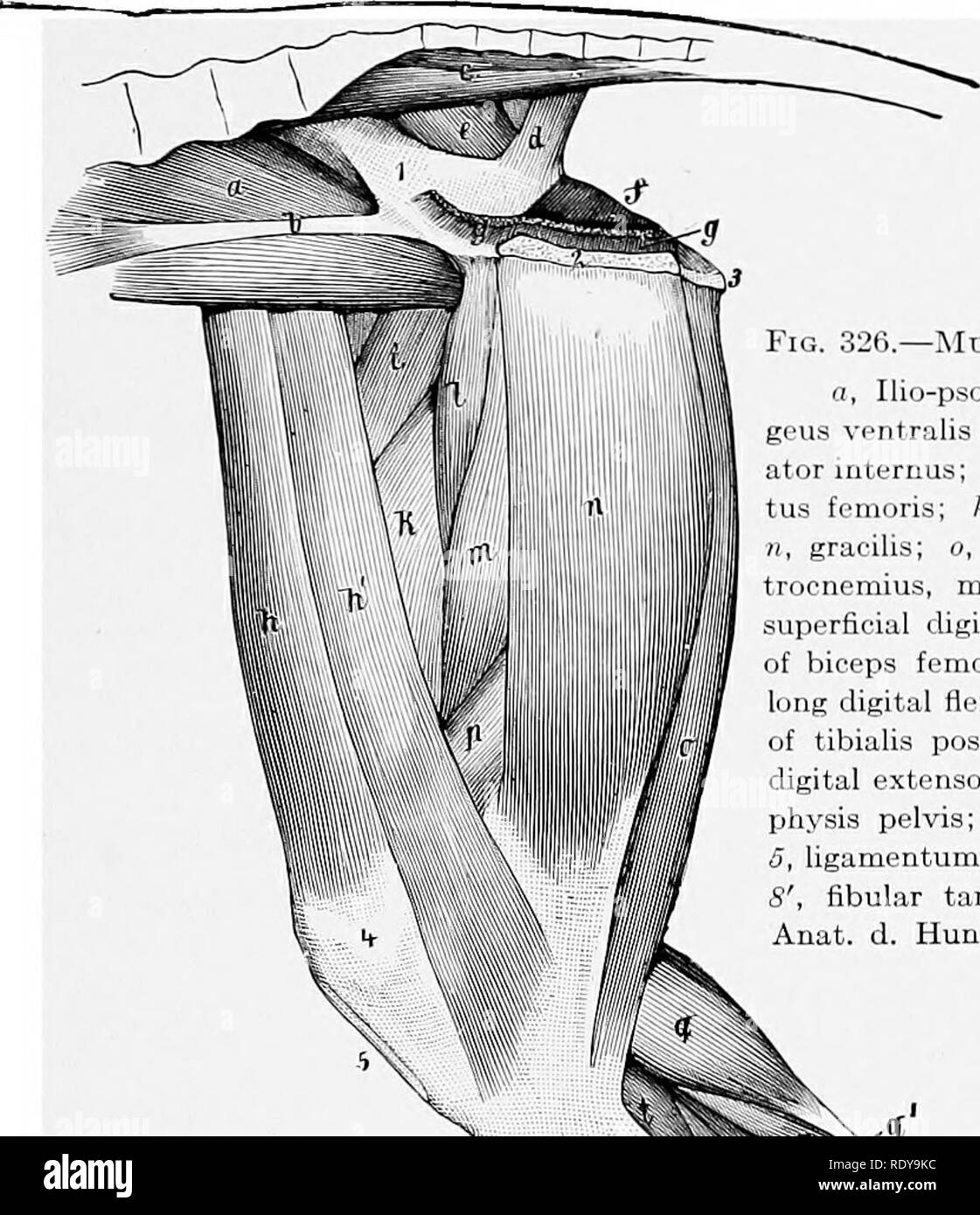 . L'anatomie de l'animaux domestiques . Anatomie vétérinaire. MUSCLES DU MEMBRE PELVIEN 379 ligament, passe vers le bas entre le biceps et le semimembranosus, et finit par se mélanger avec l'ancien. Le semitendinosus découle de la tuber ischii seulement. Elle se termine sur la crête et la face interne du tibia. Le le semimembranosus est grand et découle de l'ischion seulement. Elle se divise en deux parties : la partie antérieure se termine sur le tendon de l'pectineus, sur le fémur au-dessus du condyle médial, et sur l'Os sésamoïde médial ; la partie postérieure. Fig. 326.-muscles du membre pelvien de chien ; vue médiale. a. L'ILI Banque D'Images