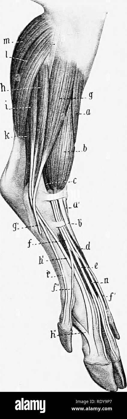 . L'anatomie de l'animaux domestiques . Anatomie vétérinaire. 366 LES MUSCLES DU PORC MUSCLES DE LA JAMBE ET LE PIED tertius péroniers est un muscle qui est en grande partie super- ficially situé sur l'avant de la jambe. Il couvre le long extenseur digital, avec laquelle elle est unie sauf dans le tiers distal de la jambe. Il provient de la fosse de l'extenseur du fémur par un tendon commun avec le muscle, qu'une poche synoviale de la commune fémoro-tibial s'étendant vers le bas sous l'origine. Ce sac est d'un pouce et demi ou plus (ca. 3 à 4 cm) de longueur dans de grands sujets et étend aroun Banque D'Images