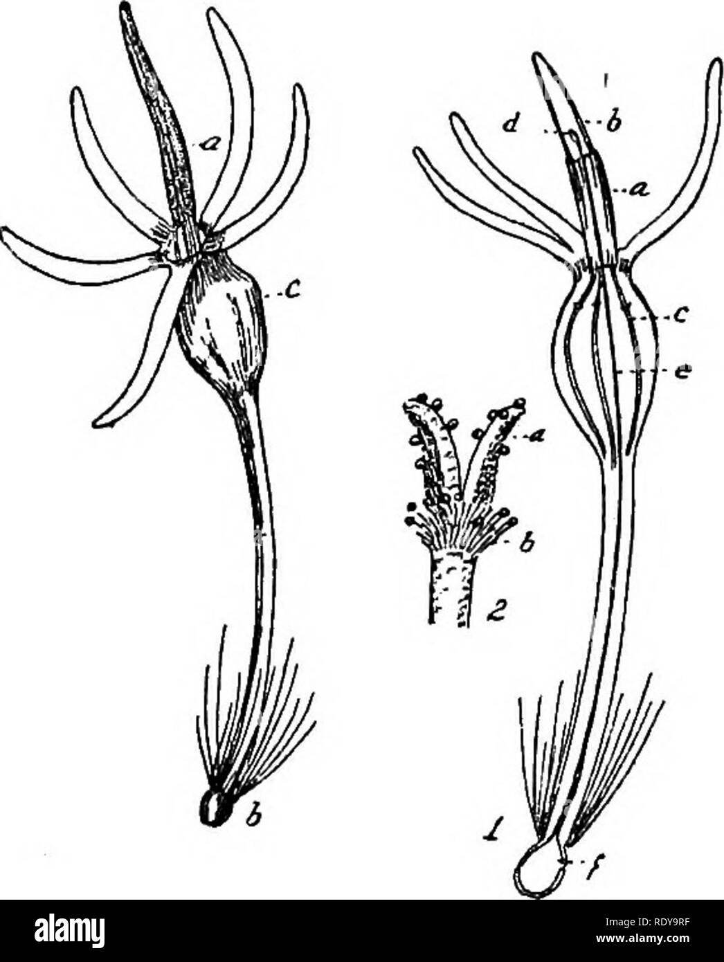 . Un manuel de plantes toxiques, principalement de l'Est de l'Amérique du Nord, avec de brèves notes sur le développement économique et les plantes médicinales, et de nombreuses illustrations. Plantes toxiques. Manuel de 802 plantes toxiques ; socle jaune et télévision ; corolle hérissés-tube mince et S-de-lièvre ou S-lobées ; anthères sagittée à la base ; akènes oblongues ou obovoïdes ; pappus de plusieurs séries de soies et échelles. Environ 350 espèces pour la plupart de l'ancien monde où ils sont inquiétants les mauvaises herbes. La politique bleue ou fleur de maïs est souvent cultivé dans les jardins et est souvent échapper à la culture.. Fig. 458. Fleurs de cen Banque D'Images