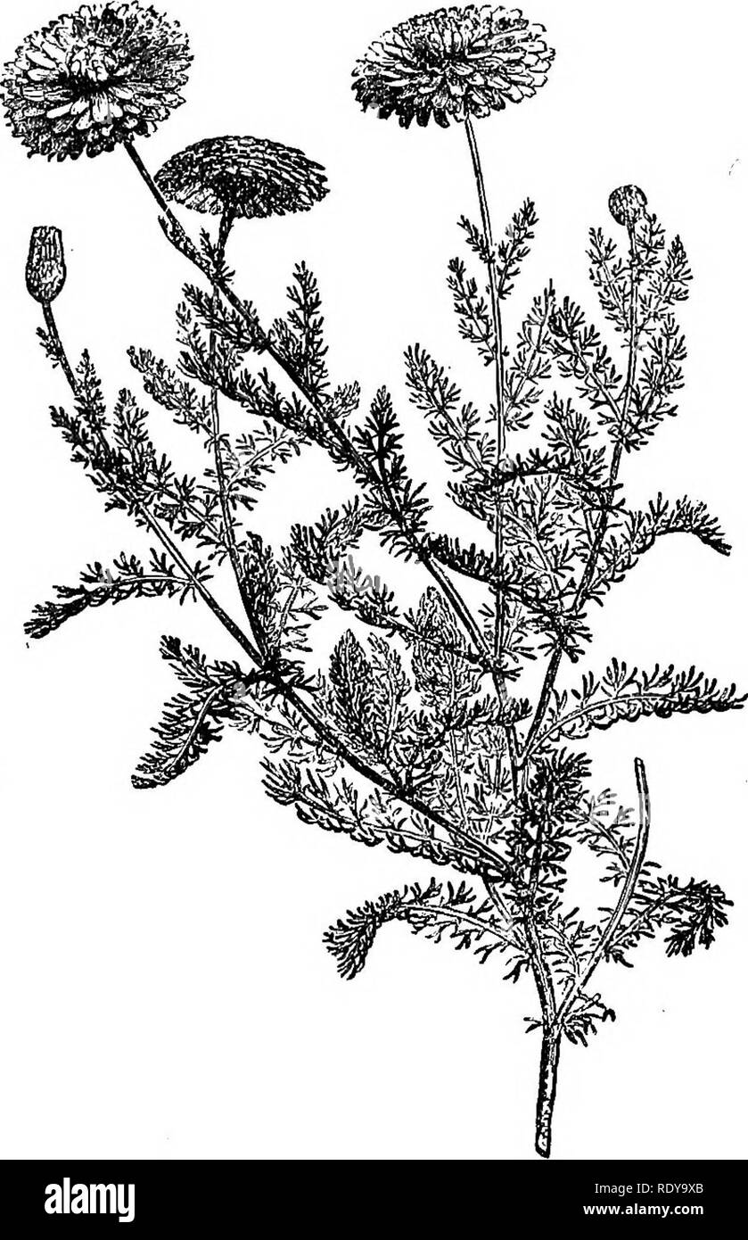 . Un manuel de plantes toxiques, principalement de l'Est de l'Amérique du Nord, avec de brèves notes sur le développement économique et les plantes médicinales, et de nombreuses illustrations. Plantes toxiques. Manuel de 788 plantes toxiques ; têtes disséquées malheureusement, beaucoup de solitaire fleurs ; fleurs pistillées, Ray White, fertile ou neutre ; involucre de nombreuses petites écailles imbriquées et sec scarious ; fleurs du disque jaune, petit, tubulaire ; akènes terete ou nervurée, lisse, tronquer ; pappus aucun ou une minute couronne. La distribution. Une mauvaise herbe commune en Europe où il est né.. Largement dispersés dans les États du Nord, de l'Atlantique à l'Dak Banque D'Images