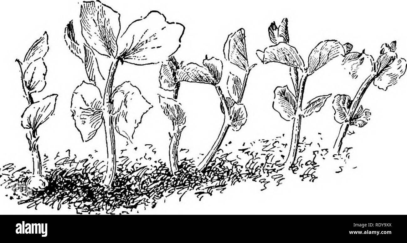 . Le jardin du débutant livre ; un manuel pour la partie supérieure de la grammaire. Le jardinage. Une SEMENCE ET SA CROISSANCE 55 Quels sont les cotylédons pour ? Laissez-nous cette étude à partir d'un couple des fèves que nous avons tenu à partir d'une expérience antérieure, et qui sont en croissance dans la même tum- bler ou dans distinctes. Leurs gros cotylédons montrent juste sous les feuilles. Les plantes sont les plus jeunes, le meilleur pour l'expérience. Couper avec précaution les cotylédons d'une plante, mais laissez l'autre intact. Si vous avez trois plantes, prendre un seul cotylédon à partir de la troisième. Puis conserver les plantes arrosées exactement semblables Banque D'Images