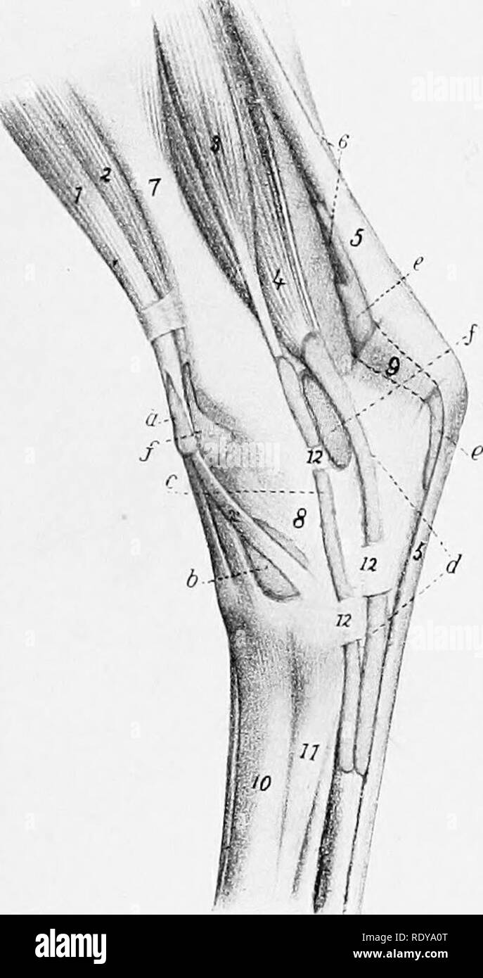 . L'anatomie de l'animaux domestiques . Anatomie vétérinaire. Les MUSCLES DE LA JAMBE ET PIED 337 l7isertion.-{l) La crête à l'avant de l'extrémité proximale de l'os du tarse grande méta- ; (2) les premier et deuxième tarses. L'action.-afin de fléchir le jarret. Structure.-l'origine est charnue, et forme une rainure dans laquelle il le tendon commun de l'extenseur commun et d'un tertius péroniers et poche synoviale qui de- scends fémoro-tibial de l'articulation. De nombreuses fibres superficielles découlent de l'aponévrose profonde à la partie proximale de la jambe et donc à partir de la crête tibiale. Transmission- ward sur le tibia, th Banque D'Images