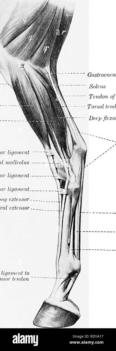 . L'anatomie de l'animaux domestiques . Anatomie vétérinaire. 334 FASCIAE ET LES MUSCLES DU CHEVAL Structure.-l'origine est à l'aide d'un tendon solide en commun avec le tertius péroniers, sur lequel plusieurs fibres également se poser. Le tendon commun passe vers le bas dans la fente entre le condyle latéral et la grosse tubérosité du tibia, crête de la rotule tibia '-l^ft. Long extenseur numérique ffifsiV ^^Proxinwl nnnidar extenseur digital latéral latéral liga m- milieu ligament annulaire ligament annulaire distal du tendon extenseur commun Tendon de l'extenseur latéral ligament suspenseur de la Direction générale de tendon extenseur. G Banque D'Images