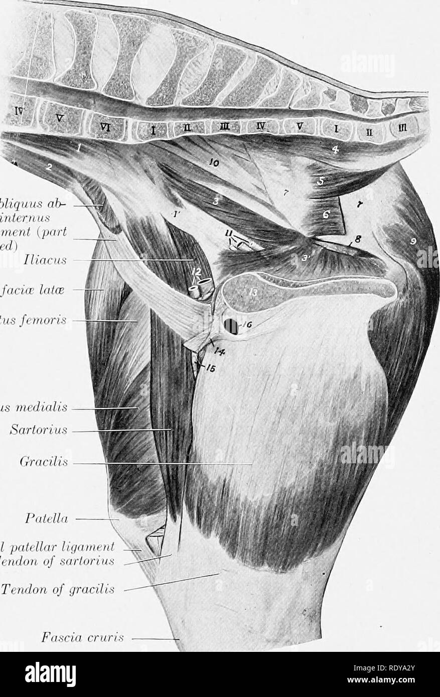 . L'anatomie de l'animaux domestiques . Anatomie vétérinaire. FASCIA 324 ET LES MUSCLES DU CHEVAL Relations extérieures-latéralement, la peau et le fascia, le biceps, et la tête du gastrocnemius ; la ligne médiane, le fascia coccygien, le ligament sacro-sciatique, le le semimembranosus ; antérieurement, le biceps femoris, branches de l'artère fémorale, et le grand nerf sciatique. L'approvisionnement en sang.-FosterioT, fessiers, de l'obturateur et postérieur les artères fémorales. Nerf-alimentation.-postérieur et grand fessier de nerfs sciatiques. Origine des ohliquus ab- dominis nous stagiaire du ligament inguinal {pièce retirée) tenseur Iliacus laïque facia Banque D'Images