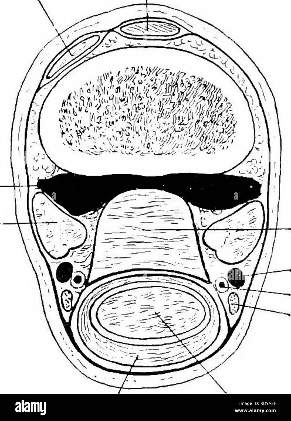 . L'anatomie de l'animaux domestiques . Anatomie vétérinaire. La division 315 de tendon fléchisseur tendon extenseur latéral des extenseurs communs et nerveuses ; profondément, à la tête humérale du fléchisseur profond. Le tendon est re- superficiellement à la peau et le fascia, profondément, à la profonde du tendon fléchisseur. L'approvisionnement en sang.-médiane artère. L'offre du nerf médian et ulnaire.-nerfs. 5. Numérique flexori profonde (M. flexor digitalis profundus) .-La partie charnue de ce muscle se trouve sur la face postérieure du radius, et est presque entièrement sous le couvert de la précédant les muscles. C'est le plus grand des muscles fléchisseurs du groupe. Ou Banque D'Images