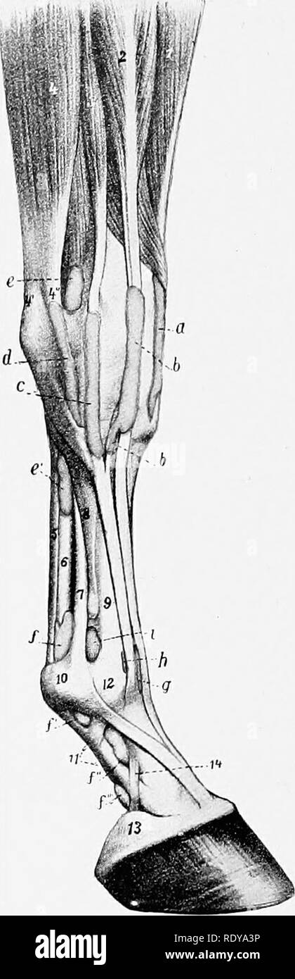 . L'anatomie de l'animaux domestiques . Anatomie vétérinaire. Fig. 283.-Stxovial et gaines de Bursas partie distale de l'avant droit de la branche du cheval ; 'médial IEW. La synoviale aheatha (de couleur jaune) et le comité mixte de capsules (rose) sont injectés Fig. 284.-gaines synoviales et Mjrb.^ de partie distale de l'avant droit de la branche du cheval ; vue latérale. a. Gaine du muscle obliquus ; h, la gaine du fléchisseur radial deuxième canal carpien ; c, gaine ; d, d', d", d"', digital gaine ; e, bursa sous dix extenseur commun- don ; /, capsule de boulet ; 1, muscle ra- dialis ; 2, tendon du muscle extenseur location Banque D'Images