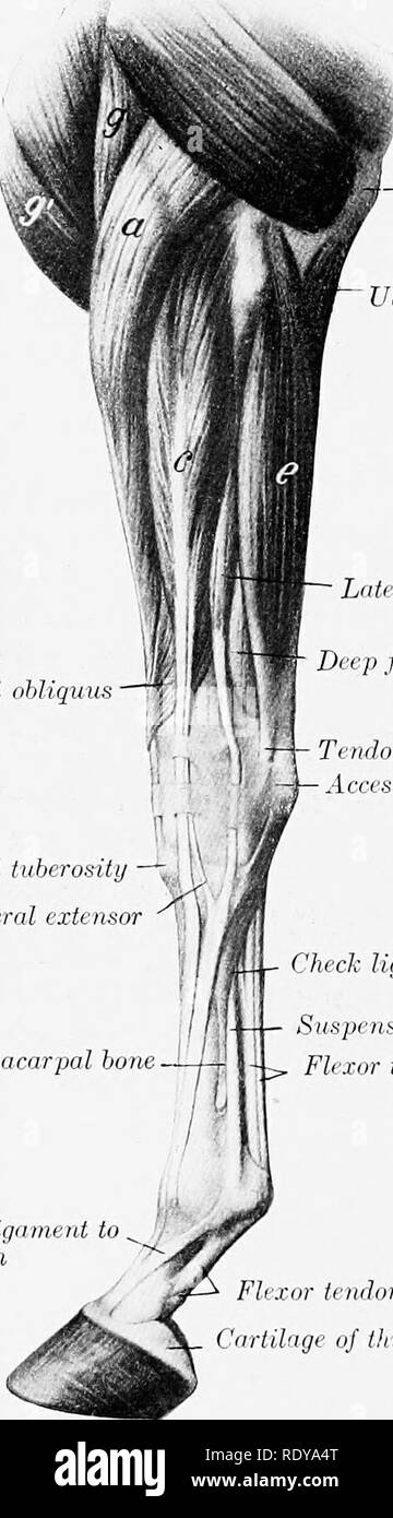 . L'anatomie de l'animaux domestiques . Anatomie vétérinaire. FASCIA 308 ET LES MUSCLES DU CHEVAL le muscle radial deuxième ; derrière, l'extenseur latéral et l'interosseous navires. L'approvisionnement en sang.-interosseous radial et artères. Nerf-alimentation.-nerf radial. Lesbre rapporte qu'il a trouvé dans un cas, un muscle brachioradialis chez le cheval. C'était un deUcate bundle charnues, superposée sur le bord interne du muscle extenseur commun, et ex- tendance latérale de condyloid crest à la partie distale de l'bord interne du radms. Muscle t uberosity ohliquus métacarpe du tendon conjoint Banque D'Images