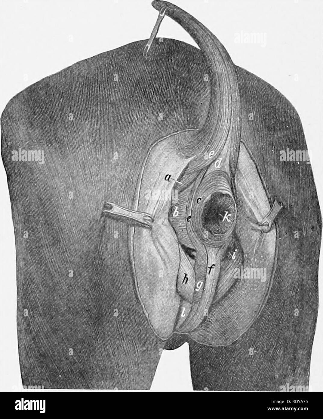 . L'anatomie de l'animaux domestiques . Anatomie vétérinaire. Fig. 271.-cross-section de queue de cheval. 1, 2, branches d'reaaels coccygien latéral et du système nerveux ; 3, mi- dle coccygien ; 4 l'artère, sacro-coccygeus dorsalis ; 4', sacro-coccy- geus lateralis ; 5, 5', iatertransveraales ; 6, sacro-coccygeus ven- tralis ; 7, recto-coccygien, coccygeus ; 8 ; 9, fibro-cartilage entre les quatrième et cinquième coccygien. vertebrse Les veines sont blaclt. L'origine.-La surface du bassin de la sacro-hgament sciatique près de l'épine ischiatique. L'insertion.-Les quatre premières vertèbres coccygien et le fascia coccygien. L'action.-Ac Banque D'Images