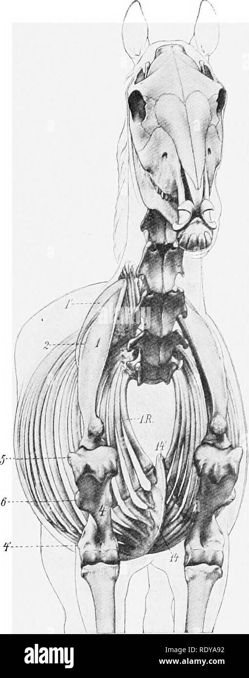. L'anatomie de l'animaux domestiques . Anatomie vétérinaire. Fig. 266.âAnteho-Vue latérale des muscles et squelette de cheval. Un, trapèze ; c, bracbiocephaUcus ; d, sterno-cephalicus ; /, longue tête, des triceps ; /', tête latérale de triceps ; â ( ?, la face antérieure du muscle pectoral superficiel ; ff', postérieur pectoraux superficielle ; 7i.', la face antérieure des nageoires pectorales ; v, cutaneus colli ; 2, sus-épineux ; 2,9,-hyoideus omo ; 30, sterno-thyro-hyoideus ; 31, 32 ; la veine jugulaire, veine céphalique ; 1, de l'omoplate ; i', le cartilage de l'omoplate ; ,S, de la colonne vertébrale de l'omoplate ; * l'arbre, de l'humérus épicondyle latéral ; 4' ; 5 tubérosité latérale, de Hume Banque D'Images