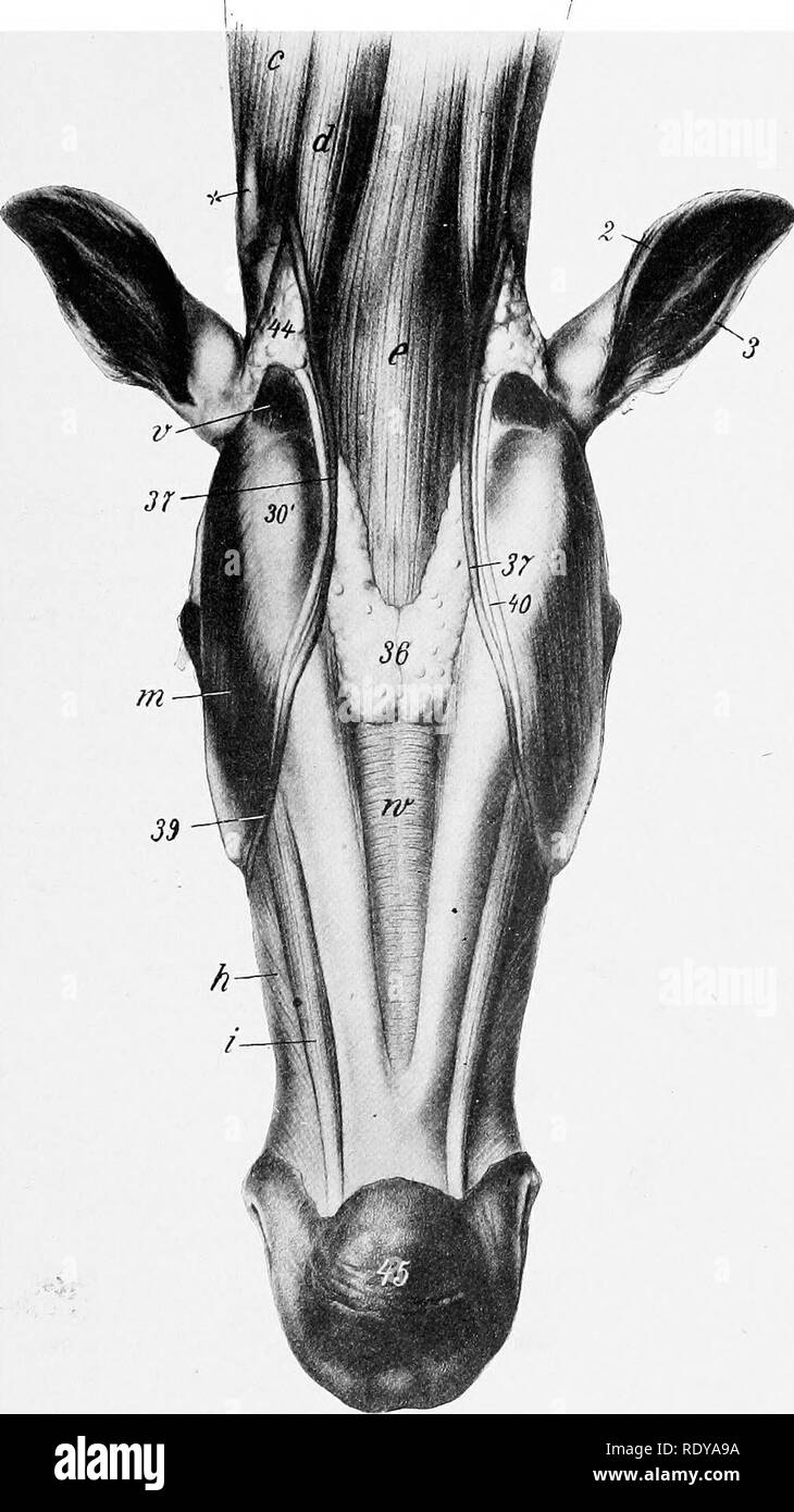 . L'anatomie de l'animaux domestiques . Anatomie vétérinaire. Les muscles de la mandibule muscle 263 s'étendant du processus de paramastoid de l'os occipital à la frontière postérieure de la mâchoire inférieure ; elle est couverte par la glande parotide.. Fig. 265.-mandibulaire laryngé anb Régions de cheval, après la peau de Kemoval et Cutaneus. c, Brachiocephalicus : d, sterno-cephalicus ; e, omo-hyoideus et sterno-hyoideus ; h, buccinator ; je l'abaisseur, labii inferioris : m, les masséters ; v, occipito-mandibularis ; w, mylo-hyoideus ; 3, 3, postérieure, antérieure, frontière de l'oreille externe ; SO', l'angle de la mâchoire, 36 glandes mandibulaires, drainage lymphatique Banque D'Images