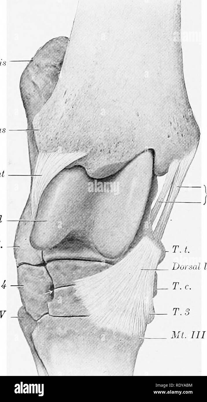 Metatarsal bone horse anatomy Banque d'images noir et blanc - Alamy